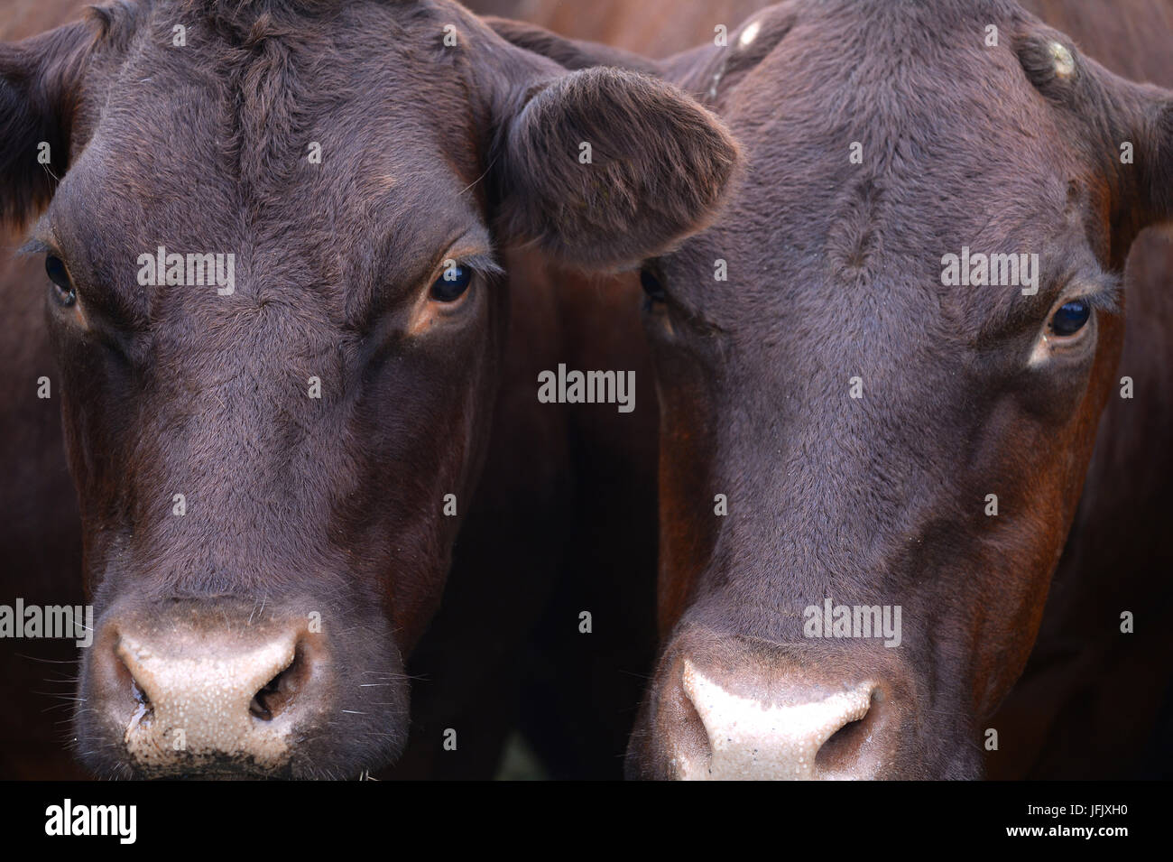 Red poll vacas a los prados de la chimenea reserva natural Oxfordshire Foto de stock
