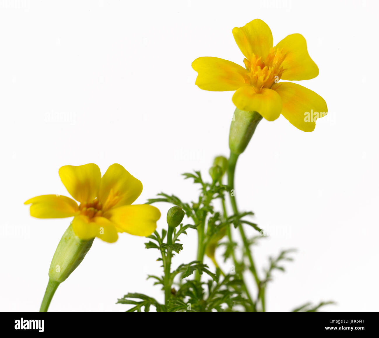 Amarillo flor caléndula Foto de stock