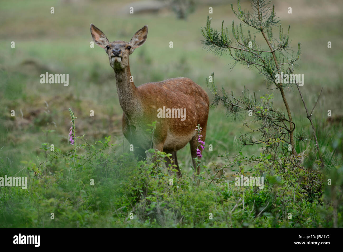 Red Deer hind oliendo en el aire, con foxglove flores. Parque Nacional De Hoge Veluwe, Países Bajos Foto de stock