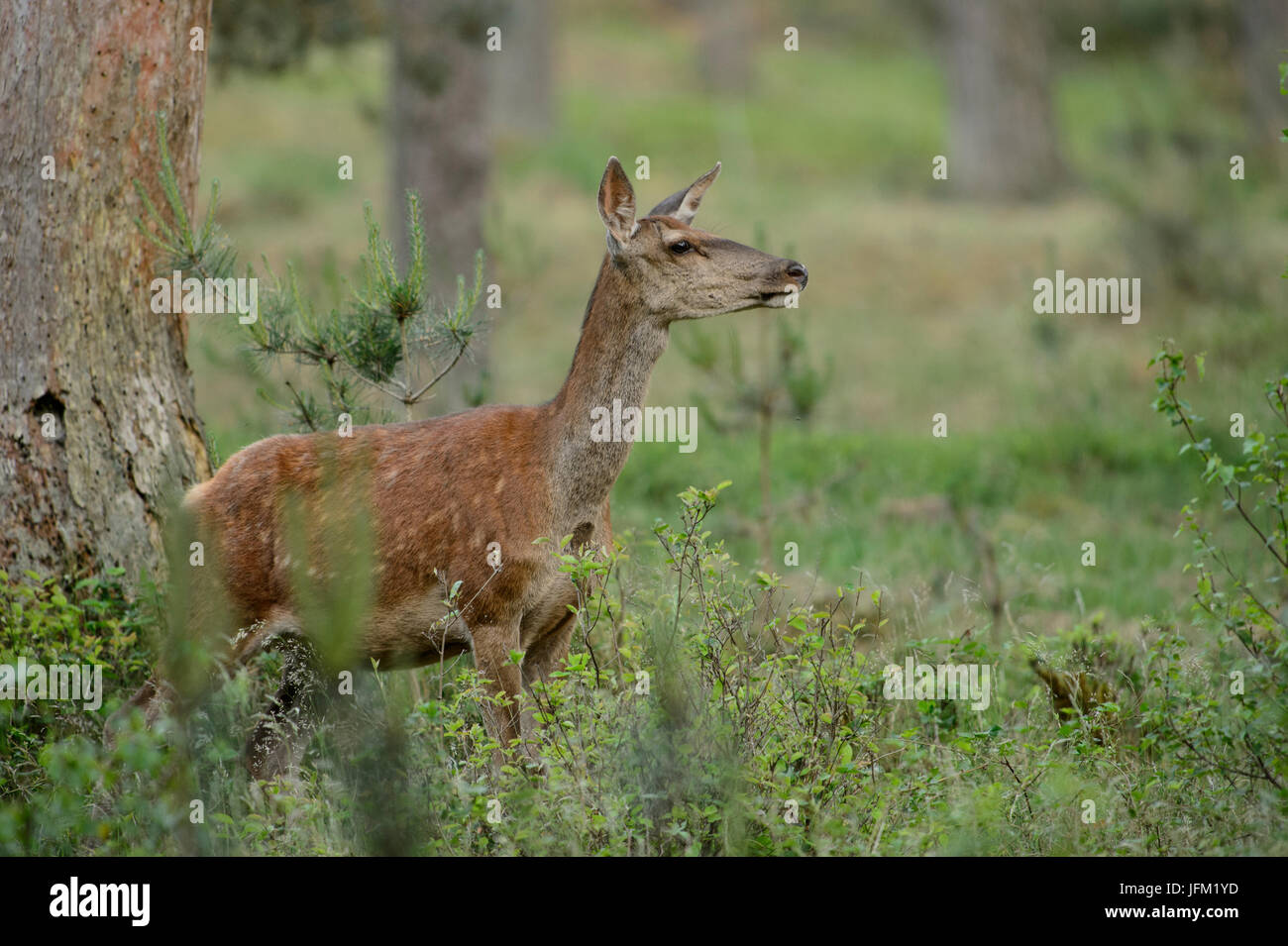 Red Deer hind oliendo en el aire. Parque Nacional De Hoge Veluwe, Países Bajos Foto de stock