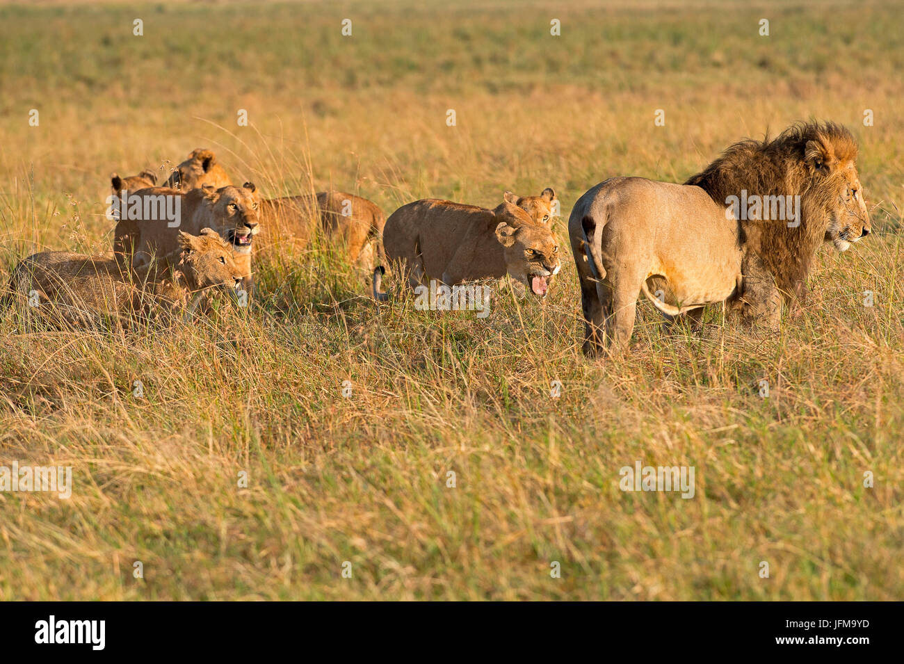 Parque de Masai Mara, Kenya, Africa un orgullo de leones tomadas en el Masai Mara, Kenya, en esta escena, las mujeres, los varones lion hunt Foto de stock
