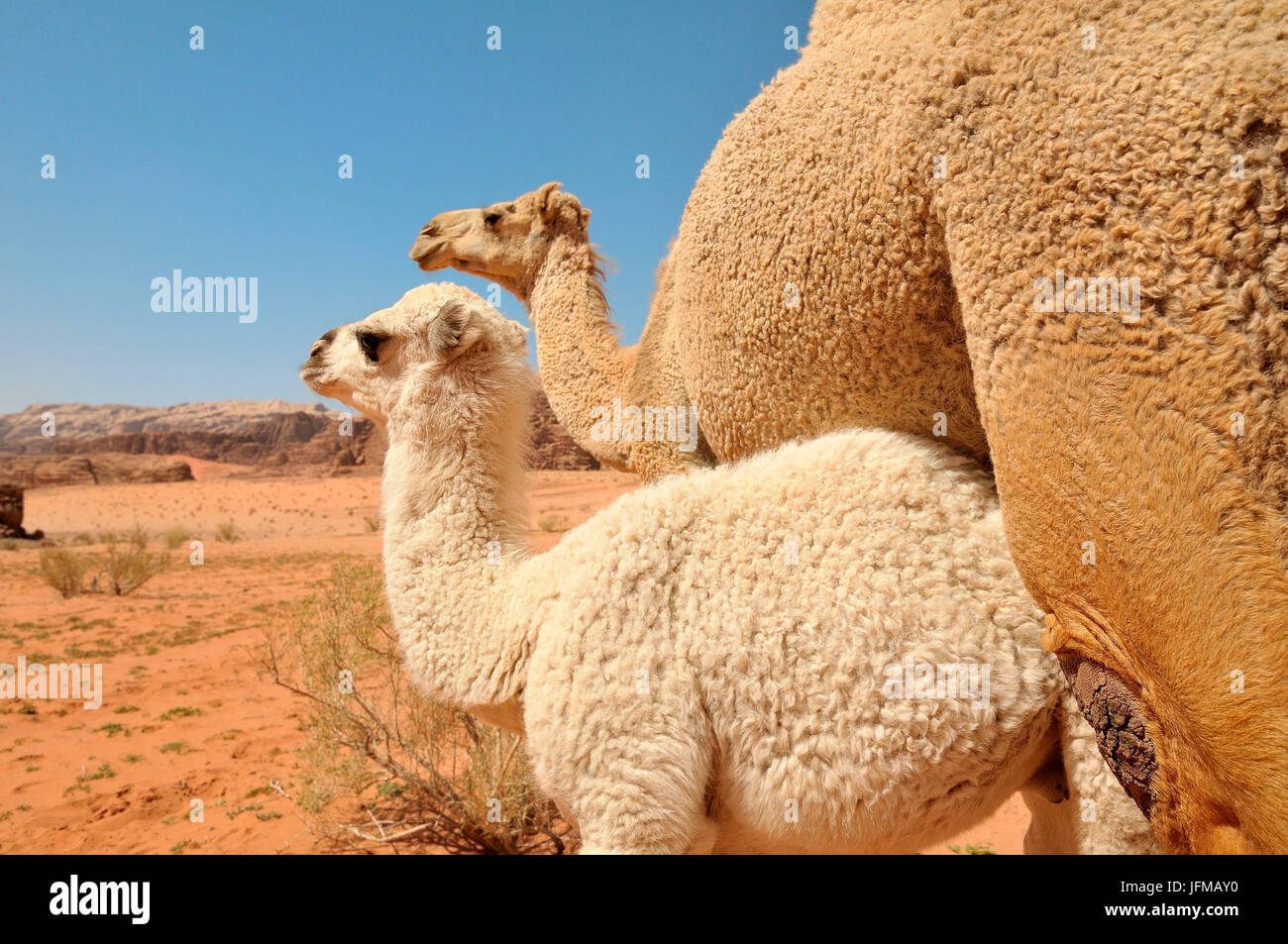 Dos dromedarios, la madre y el hijo, en el desierto de Wadi Rum, Jordania Foto de stock