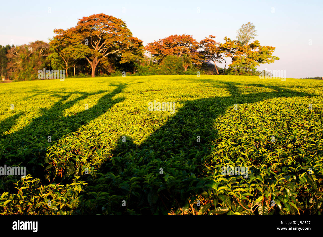 África Central, distrito de Blantyre, Malawi, fincas de té Foto de stock