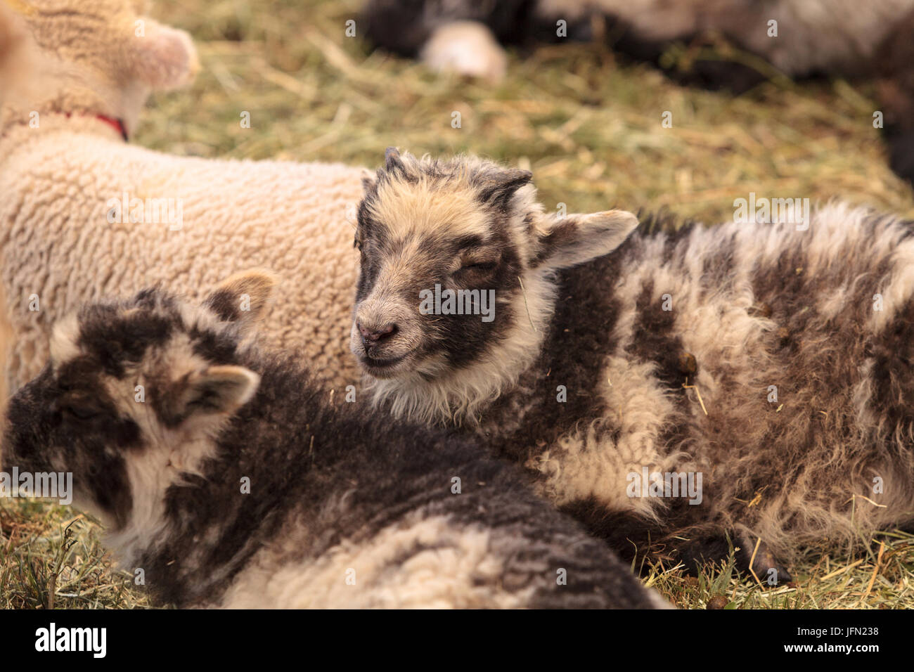 Jóvenes ovejas cordero descansa en un corral en una granja Foto de stock