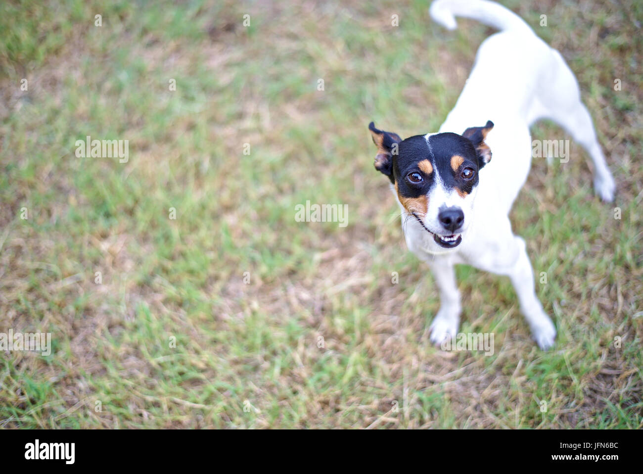 Imagen de 'ratonero Bodeguero andaluz perro'. Un pequeño perro de caza  típico de Andalucía, España. Hierba semi fondo difuminado Fotografía de  stock - Alamy