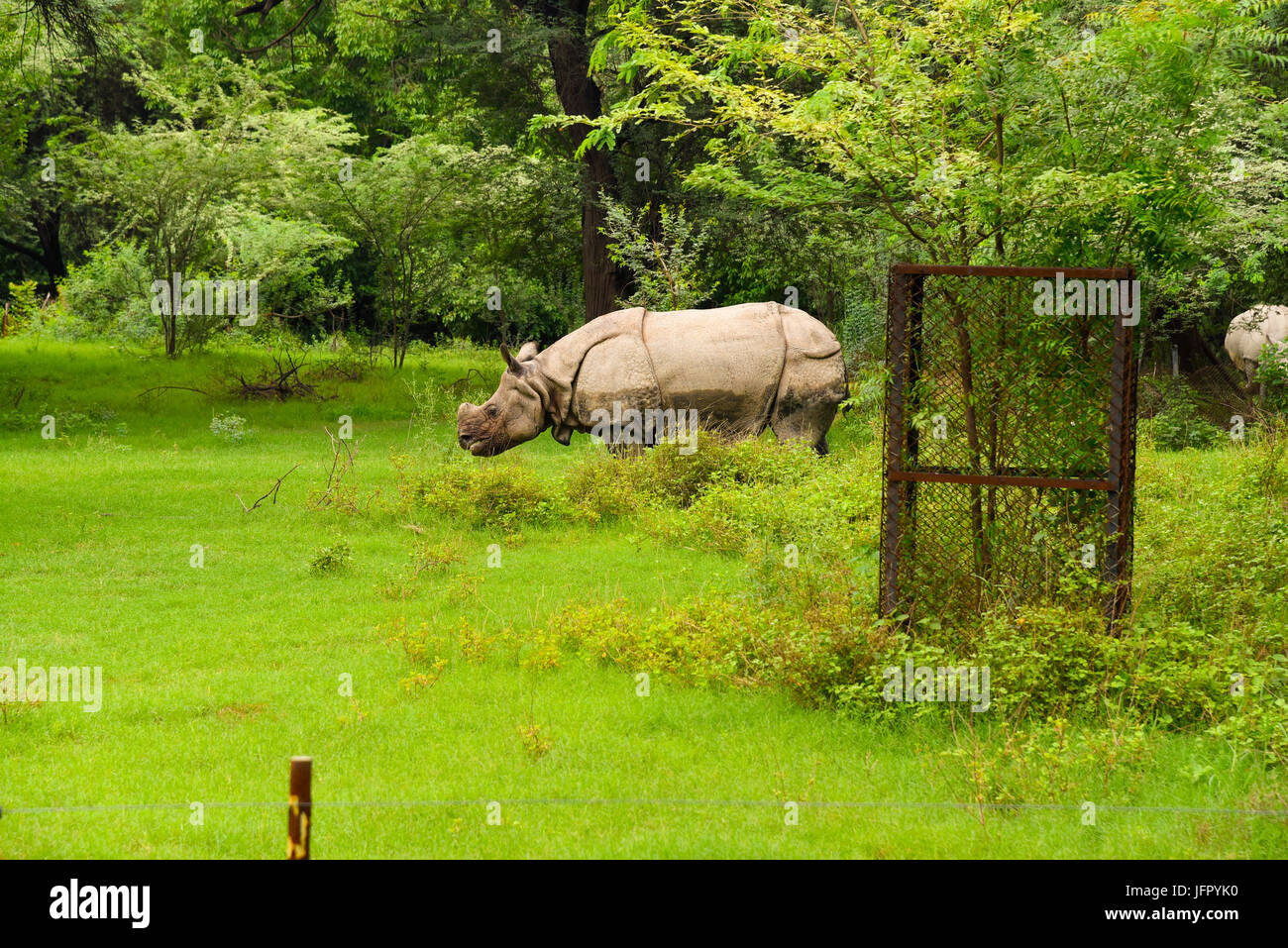 Paseos silvestres Rinocerontes indios en el verde de la naturaleza al aire libre, parque o bosque en el mes de junio de 2017 después de la lluvia con la última información de la imagen Foto de stock