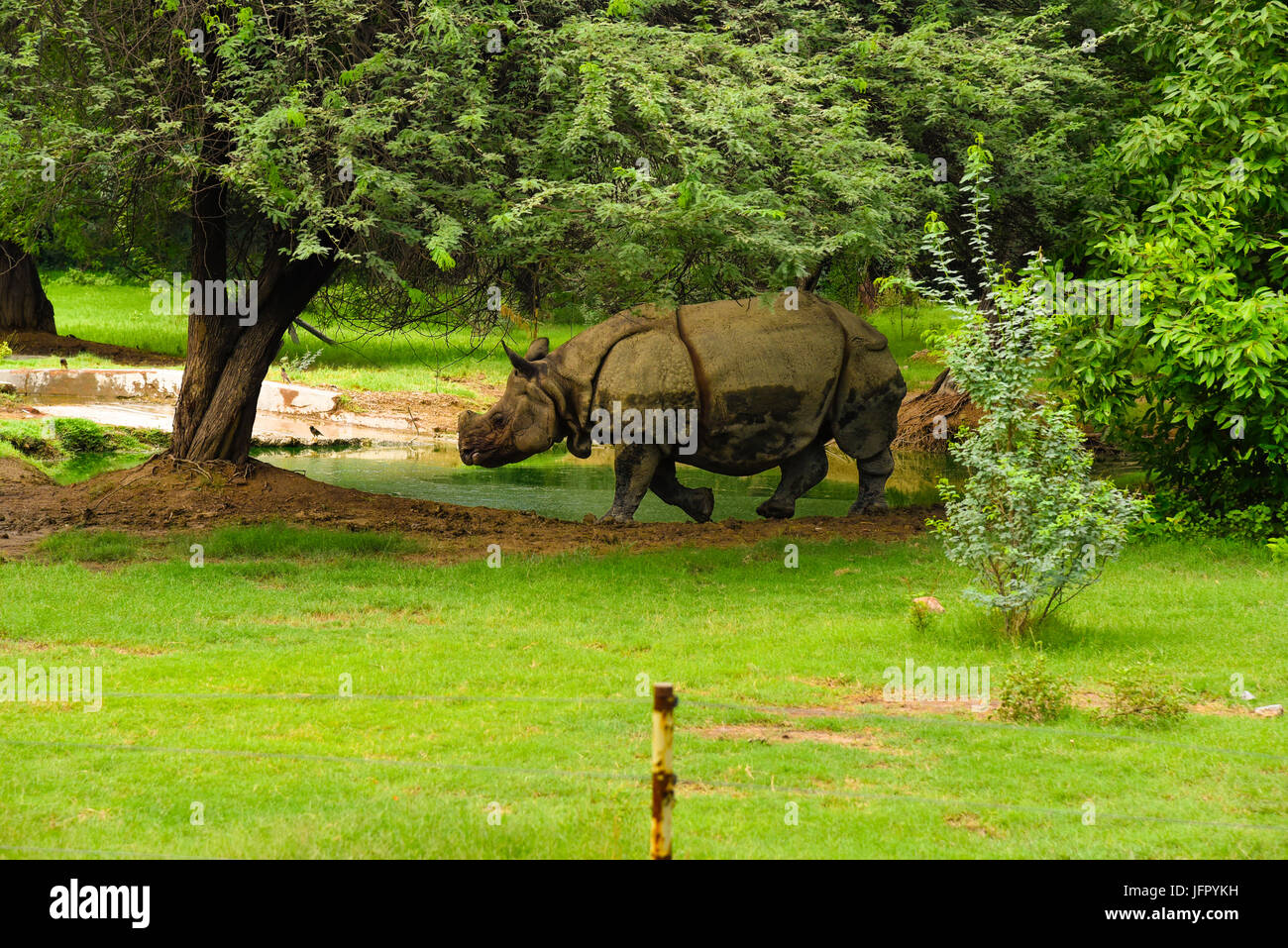Paseos silvestres Rinocerontes indios en el verde de la naturaleza al aire libre, parque o bosque en el mes de junio de 2017 después de la lluvia con la última información de la imagen Foto de stock