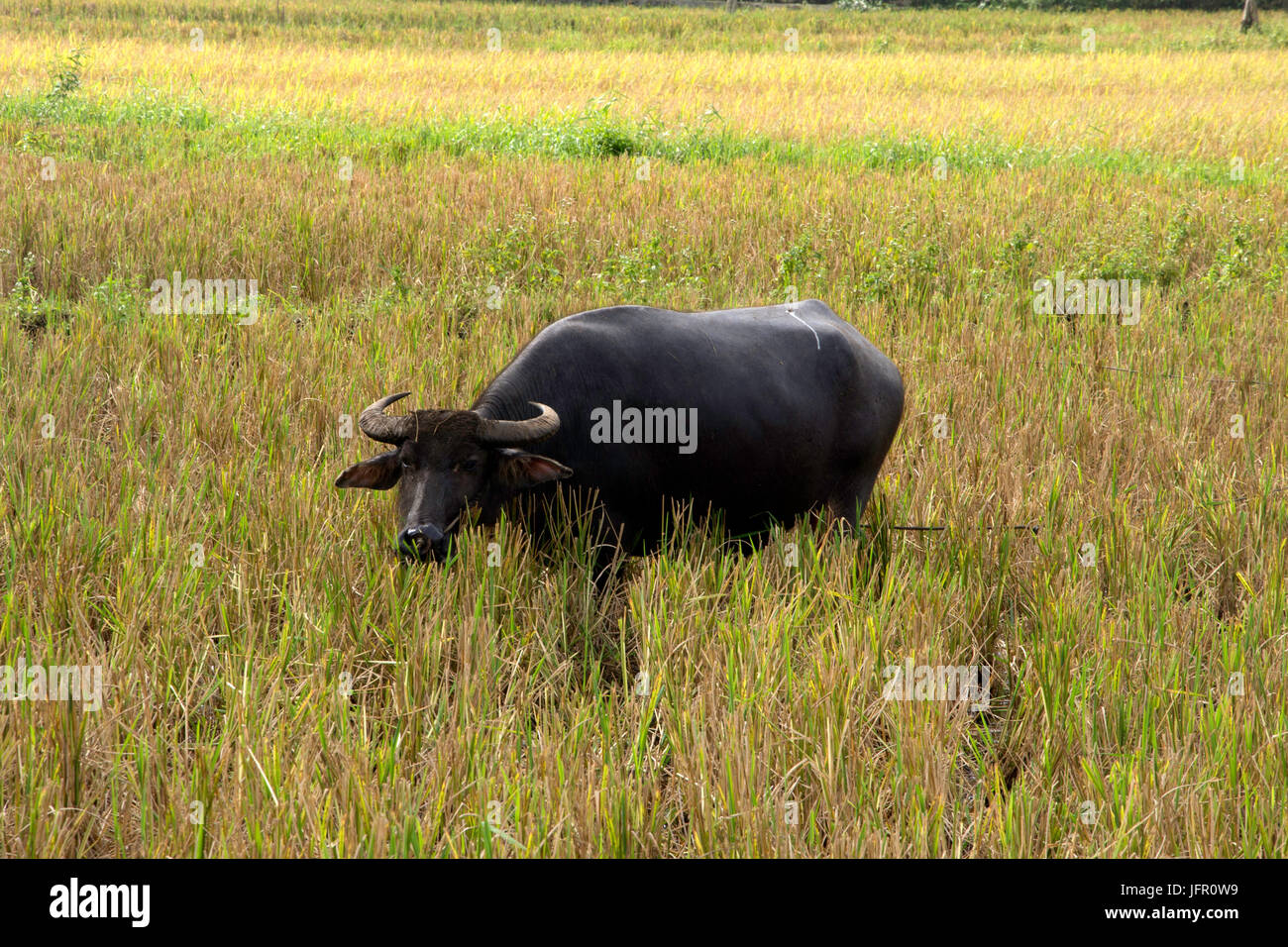 Filipina de búfalo de agua, conocido como un carabao, Bubalus bubalis, en un campo de arroz, la isla de Bohol, Filipinas Foto de stock