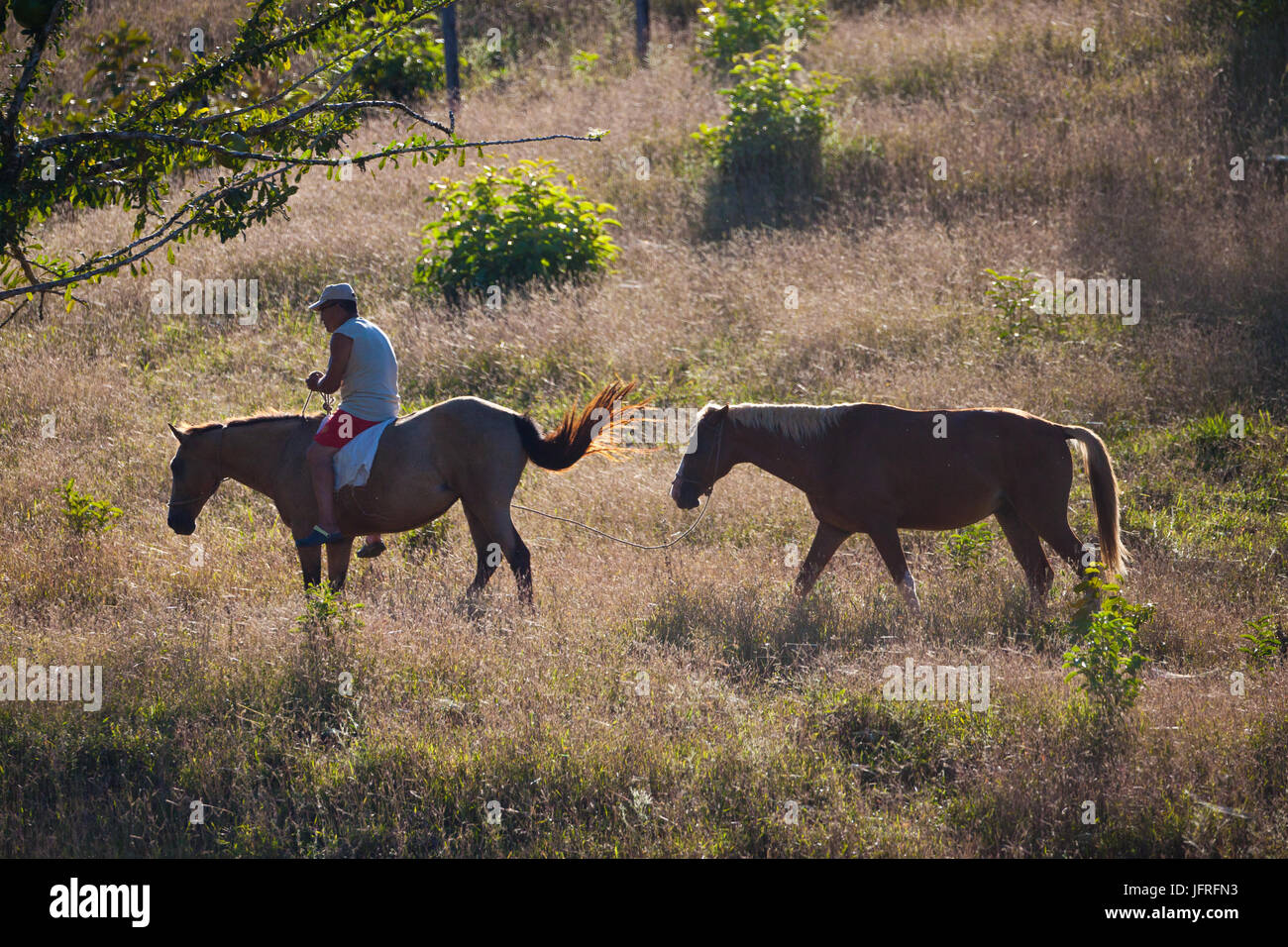 Hombre y caballos en el Quebro en la provincia de Veraguas, República de Panamá. Foto de stock
