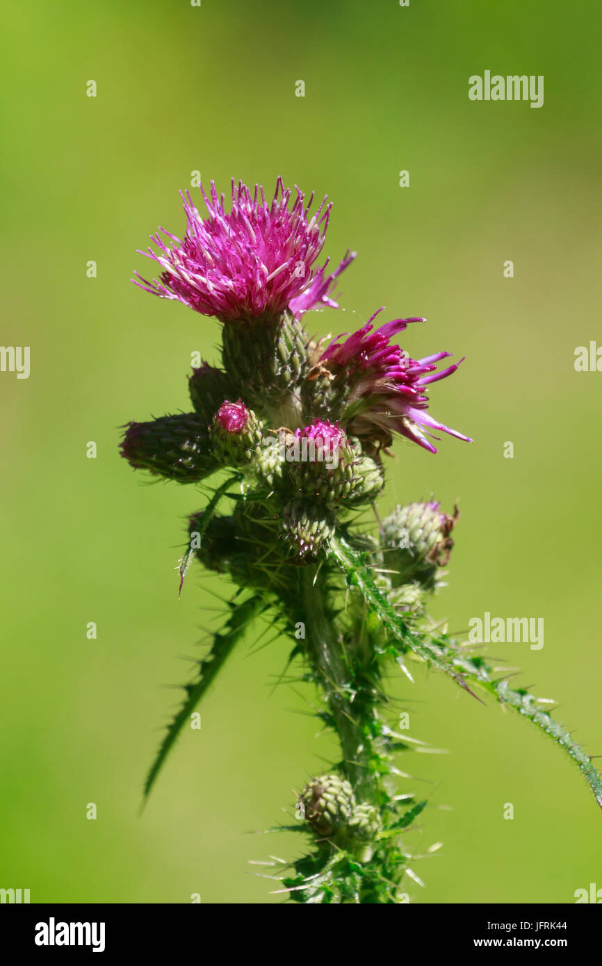 La cabeza de la flor de la altura, puntiagudos dejados marsh cardo Cirsium palustre Foto de stock