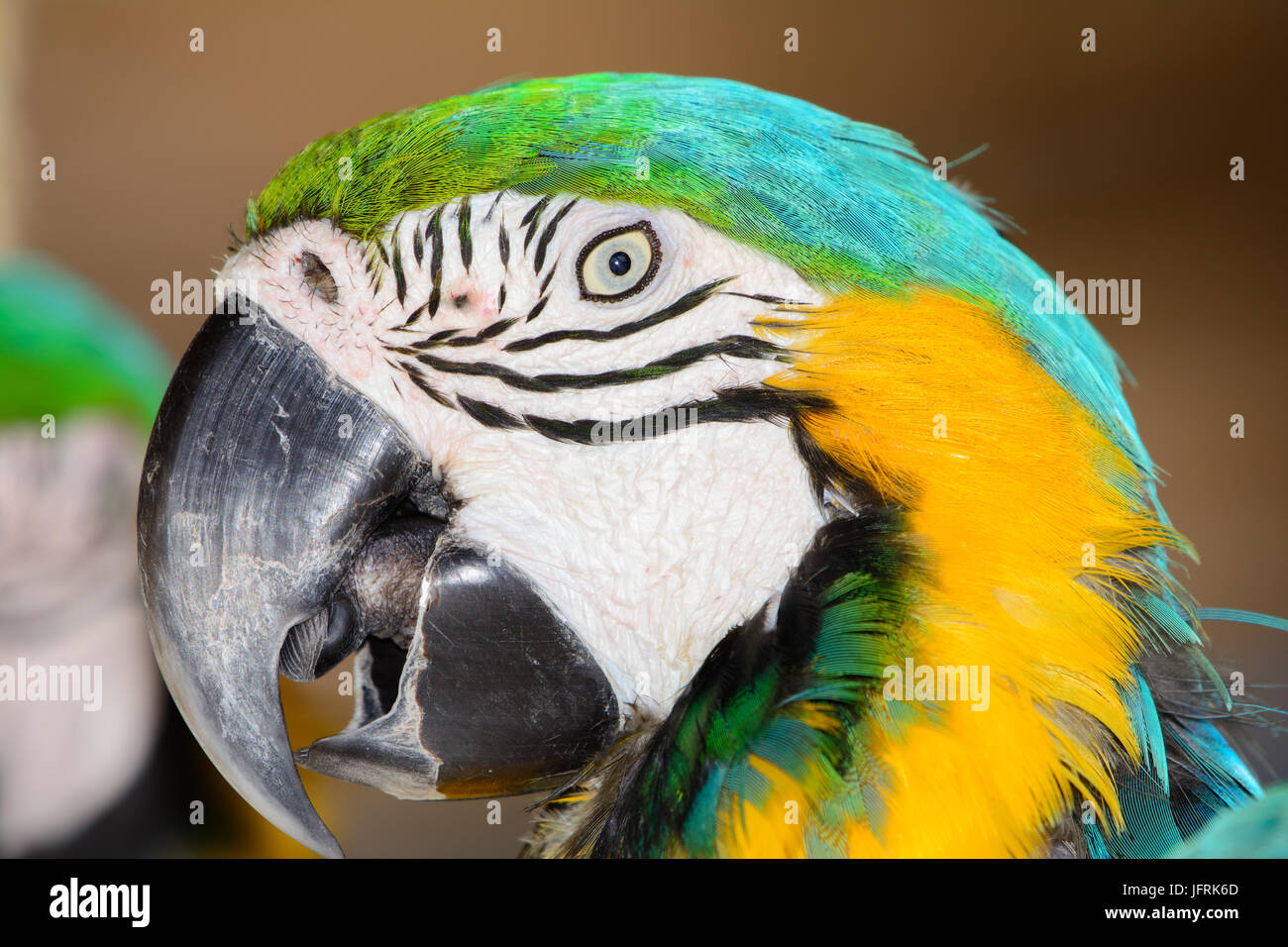 Azul y Amarillo guacamayo (Ara ararauna), también conocido como azul y oro  guacamayo. Close-up de la cara. Los ojos abiertos Fotografía de stock -  Alamy