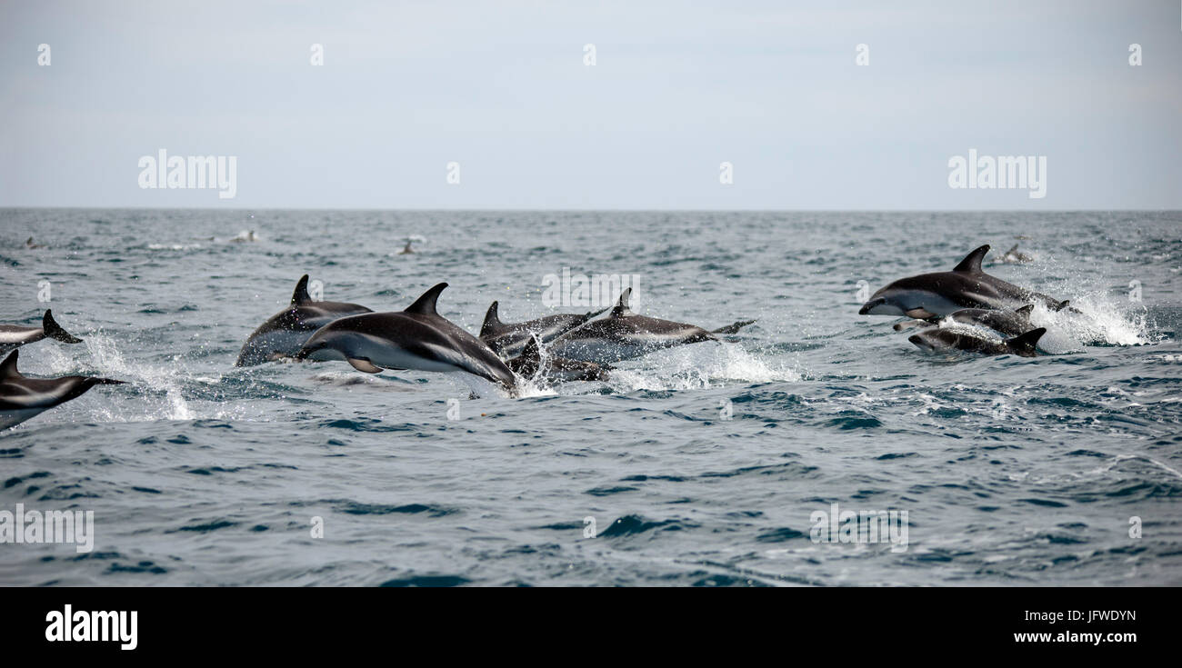 Una manada de delfines areneros, Lagenorhynchus obscurus, saltando fuera del agua a través de la península de Kaikoura, Nueva Zelanda Isla Sur Foto de stock
