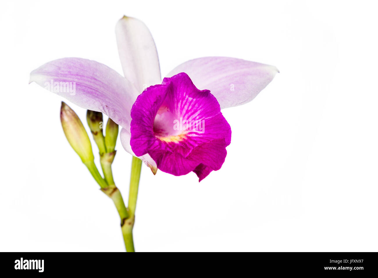 Cerca de un hermoso color violeta orquídea bambú aislado sobre un fondo  blanco Fotografía de stock - Alamy