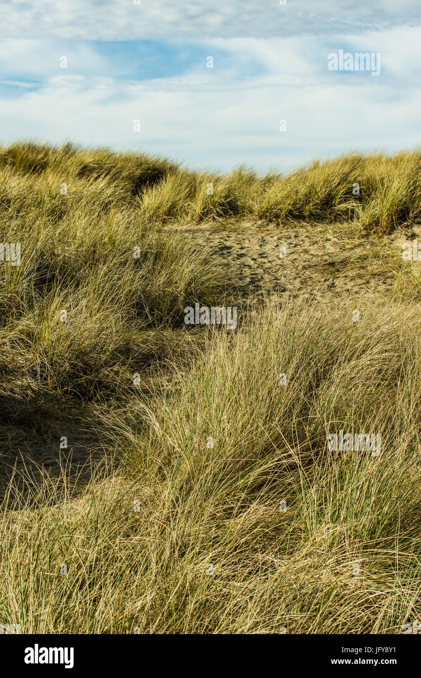 Ruta desgastada en la arena sobre las dunas de la playa a través de la hierba con el Océano Pacífico. Foto de stock