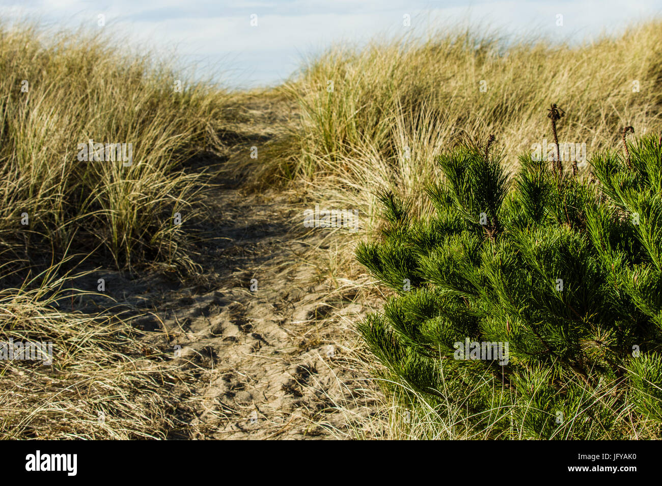 Ruta desgastada en la arena sobre las dunas de la playa a través de la hierba con el Océano Pacífico. Foto de stock