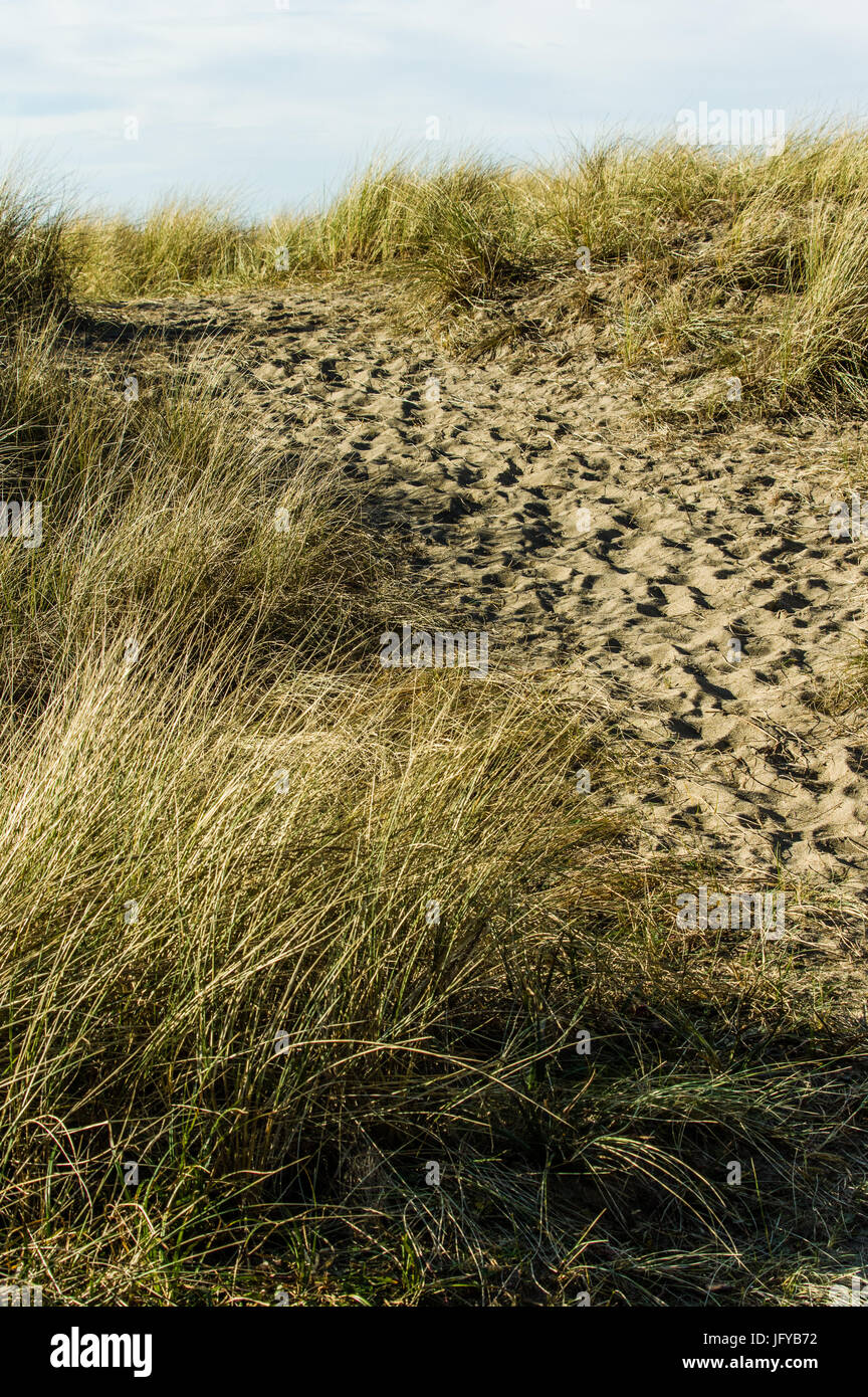 Ruta desgastada en la arena sobre las dunas de la playa a través de la hierba con el Océano Pacífico. Foto de stock