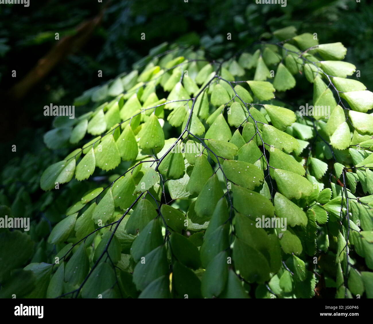 Himalayan Maidenhair Foto de stock