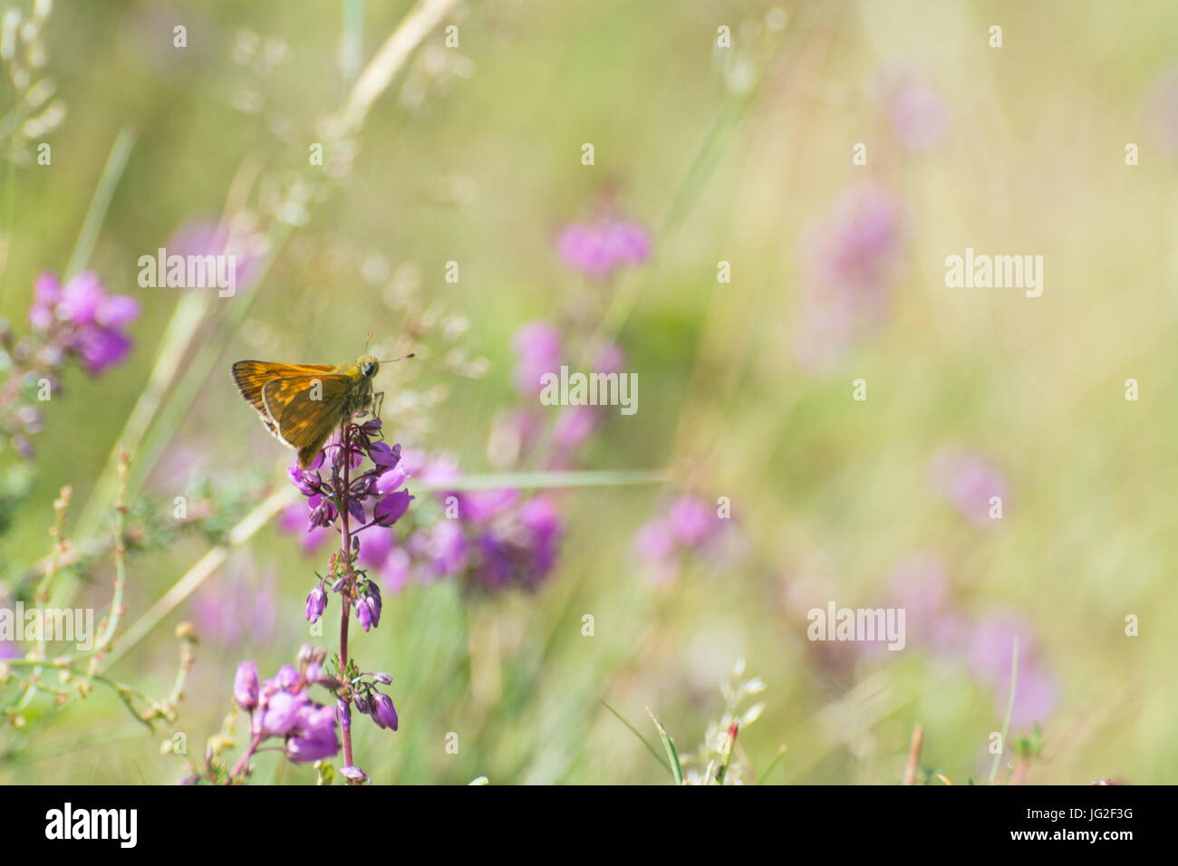 Gran Capitán butterfly (Ochlodes sylvanus) en Bell heather flores en Hampshire brezales, REINO UNIDO Foto de stock