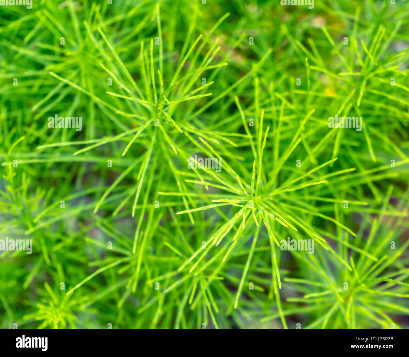 Equiseto o cola de caballo plantas verdes frescas closeup Foto de stock