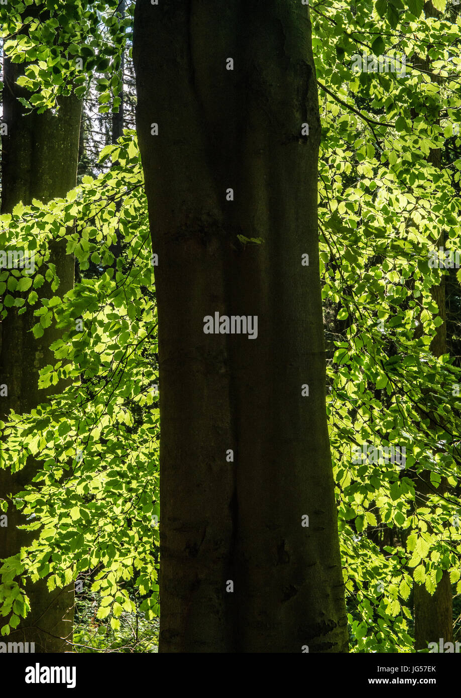 Tronco de árbol silueta con brillantes sun-drenched deja a ambos lados Foto de stock