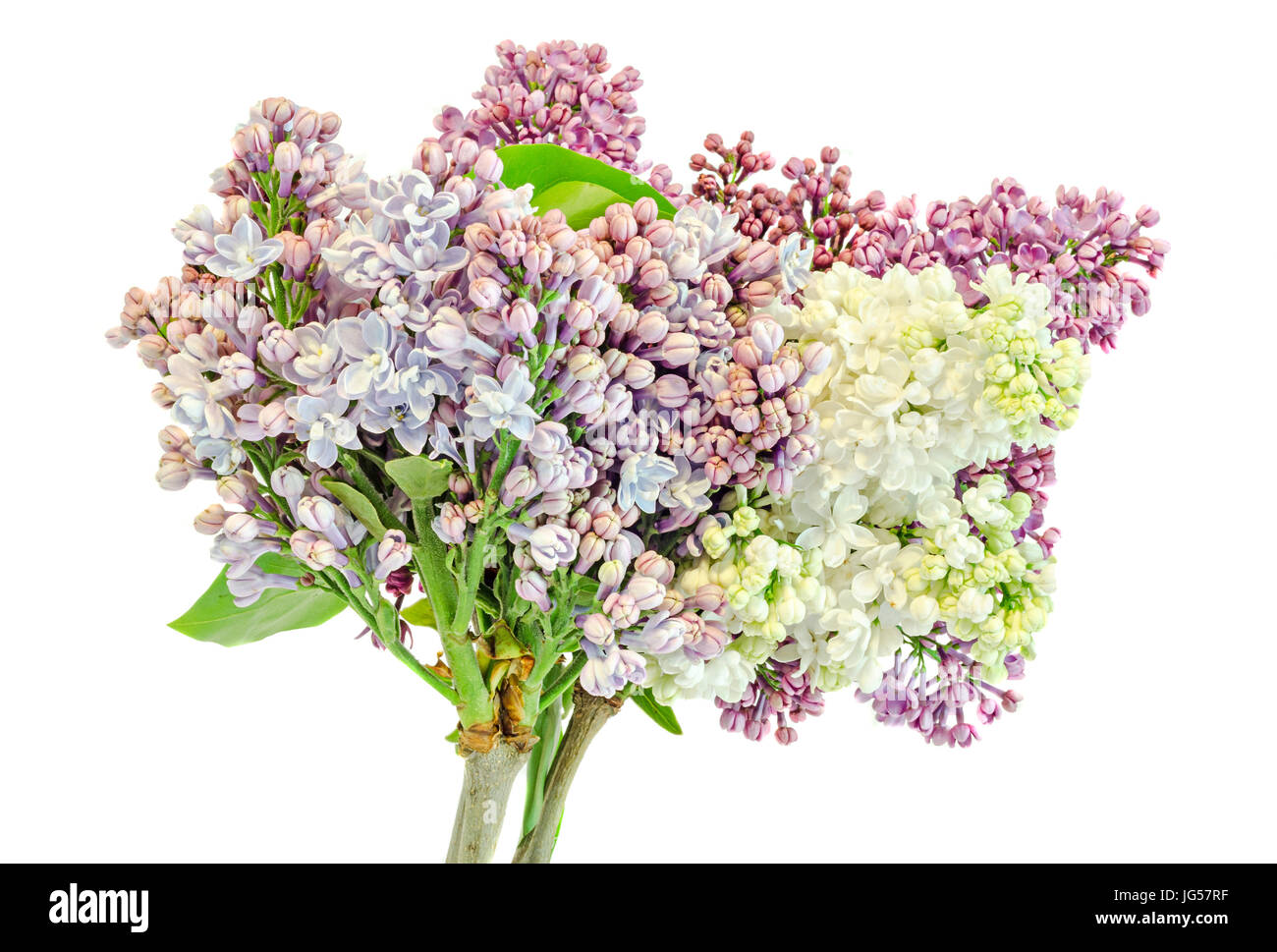 Violeta, Rosa y blanco Syringa vulgaris (lila o comunes) flores de color lila, cierre, fondo blanco Fotografía de stock - Alamy Violeta, Rosa y blanco Syringa vulgaris (lila o comunes) flores de color lila, cierre, fondo blanco Fotografía de stock - Alamy