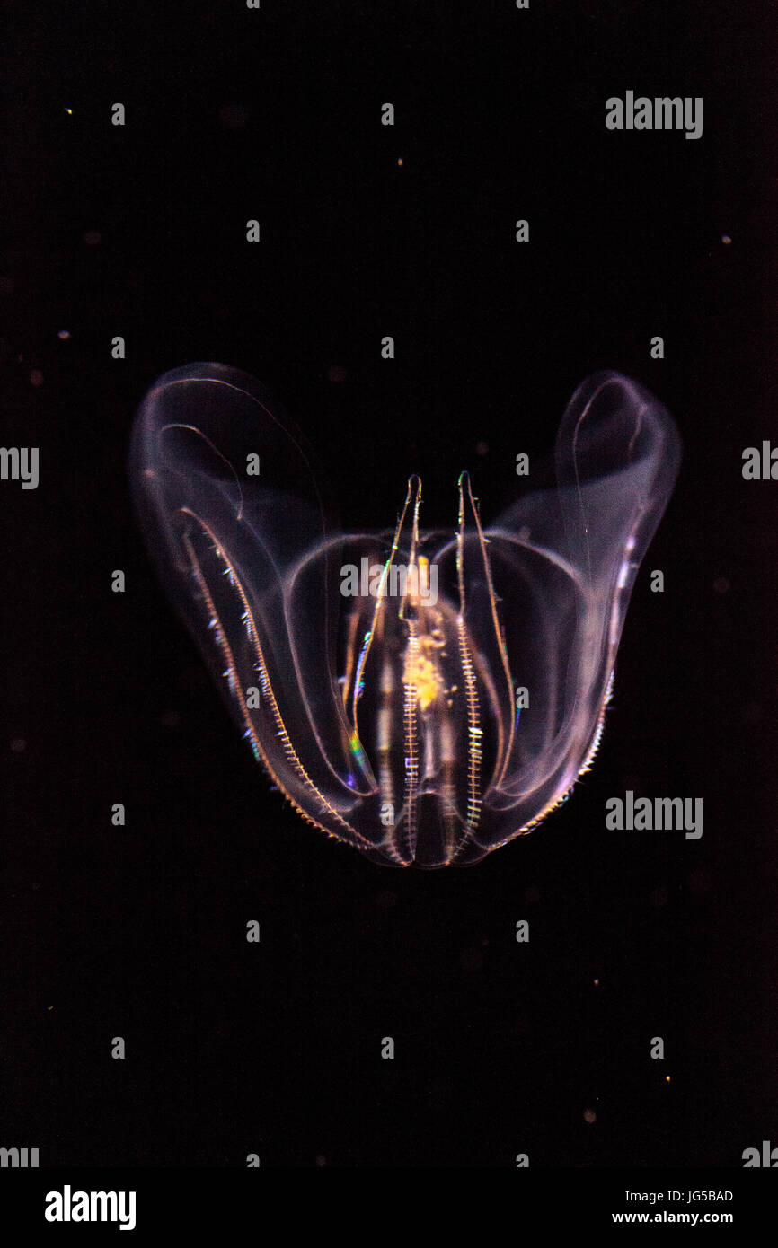 Comb jelly Phylum Ctenophora no tienen células punzante y tener un