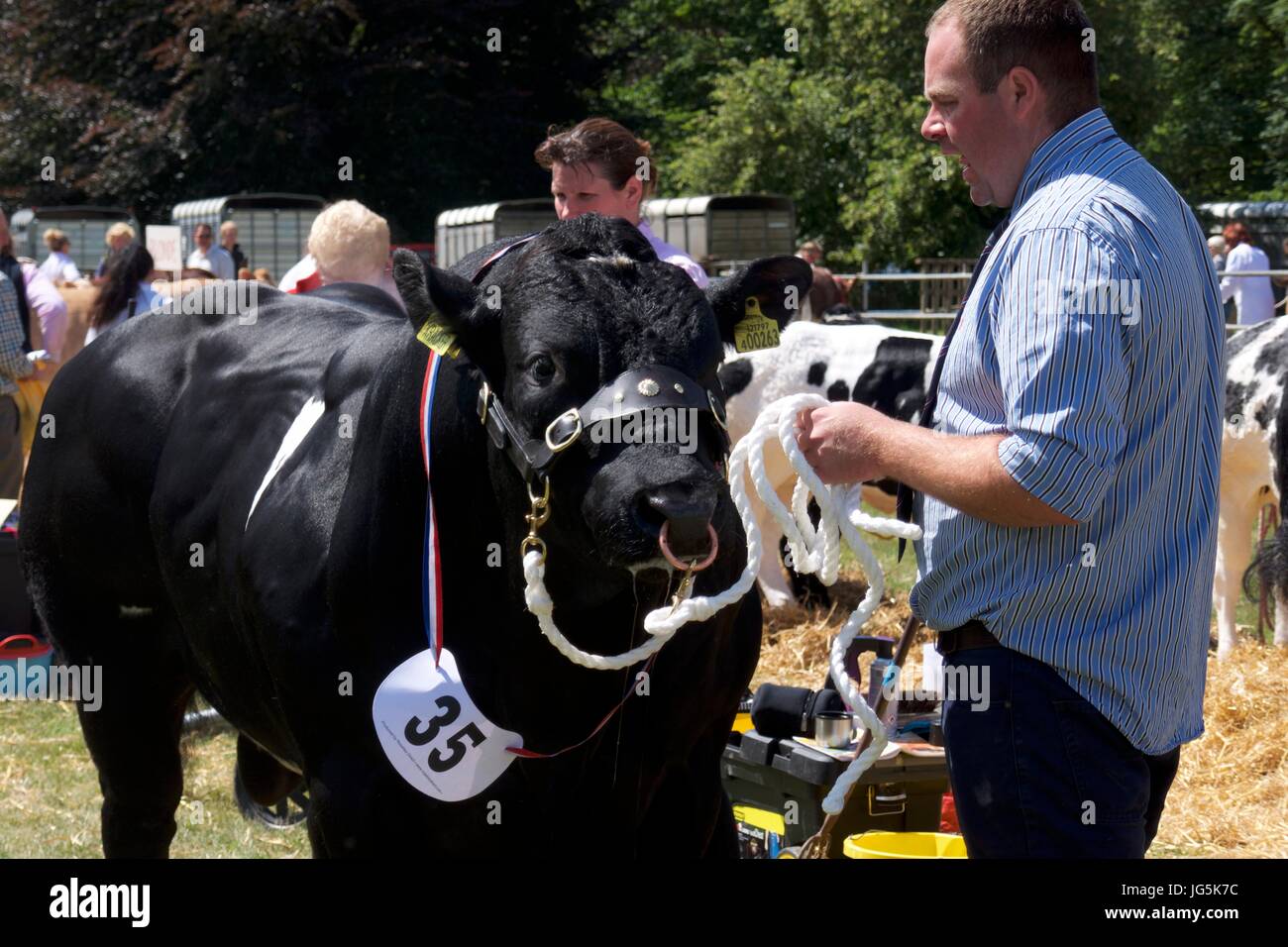 Líder campesino toro negro en Malton Show, Malton, North Yorkshire, Reino Unido Foto de stock