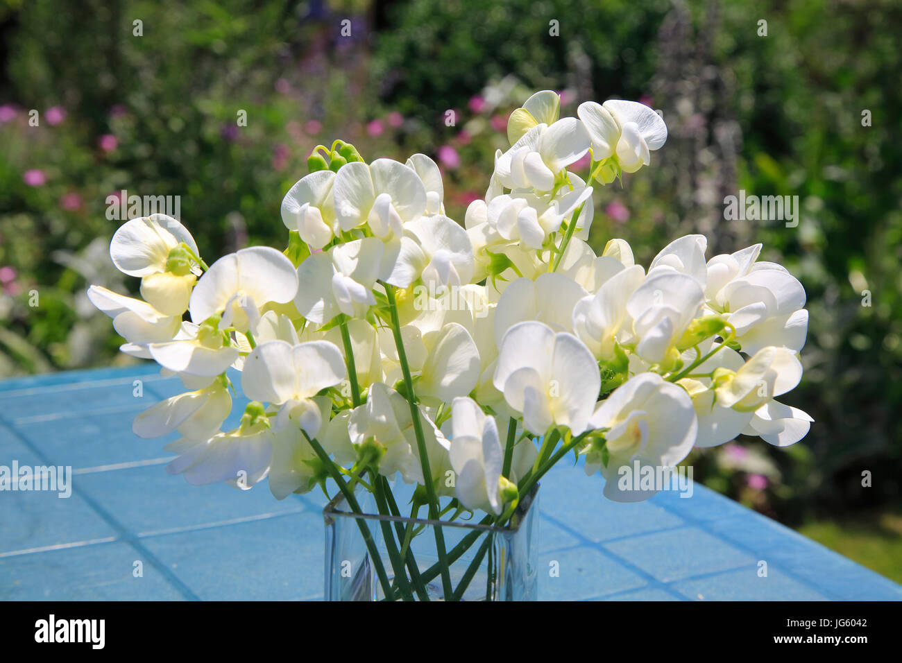 Guisantes dulces flores fotografías e imágenes de alta resolución - Alamy Guisantes dulces flores fotografías e imágenes de alta resolución - Alamy