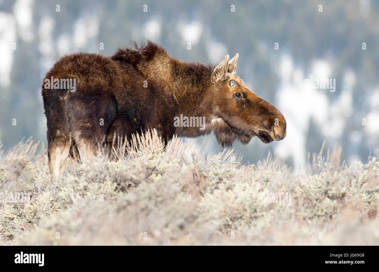 Antlerless bull moose en artemisa con nuevos brotes en la cornamenta pedículos Foto de stock