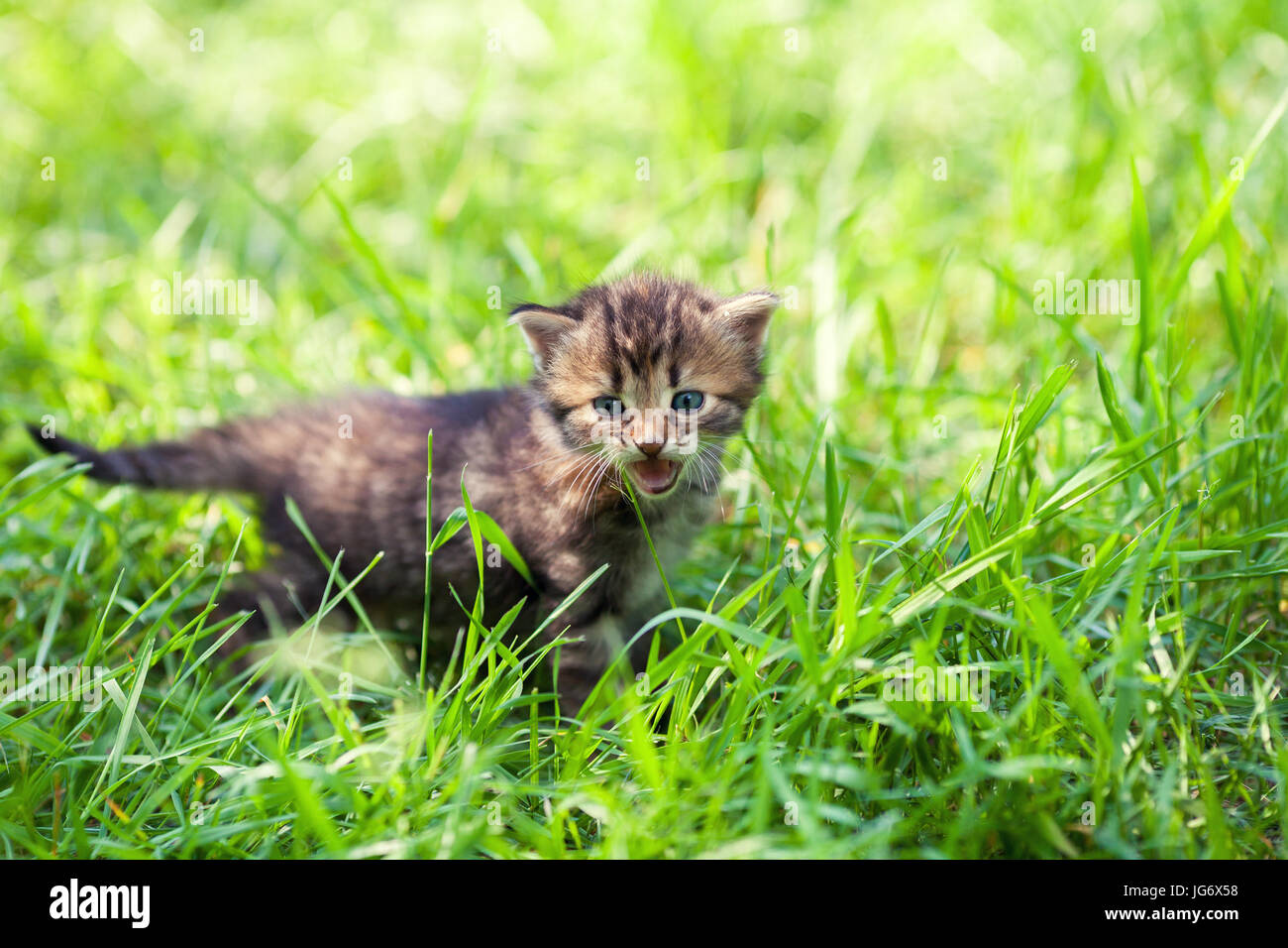 Un pequeño gatito en la pasto verde Foto de stock