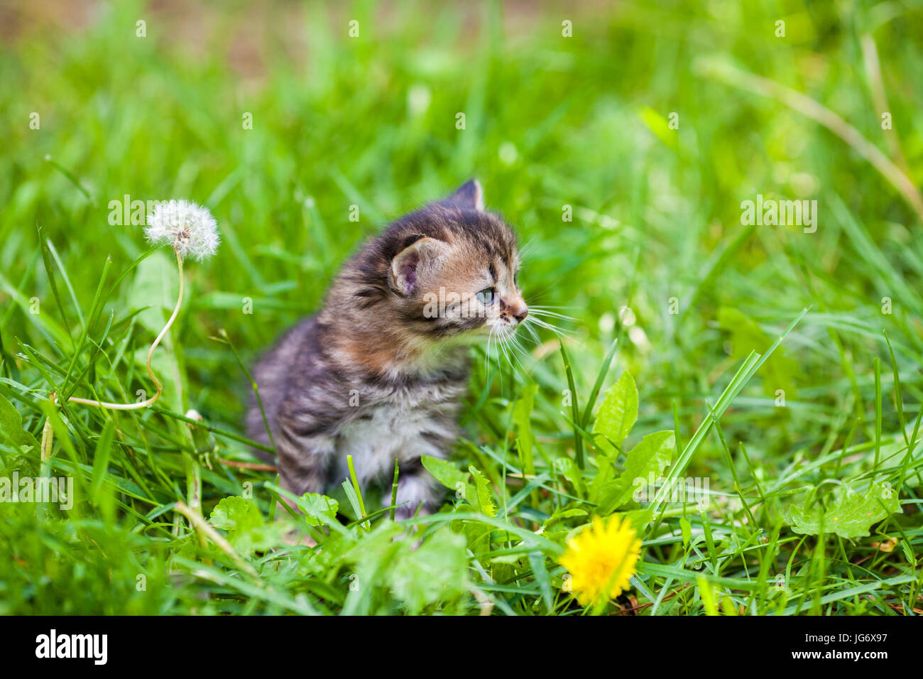 Pequeño gatito sentado en el pasto verde Foto de stock