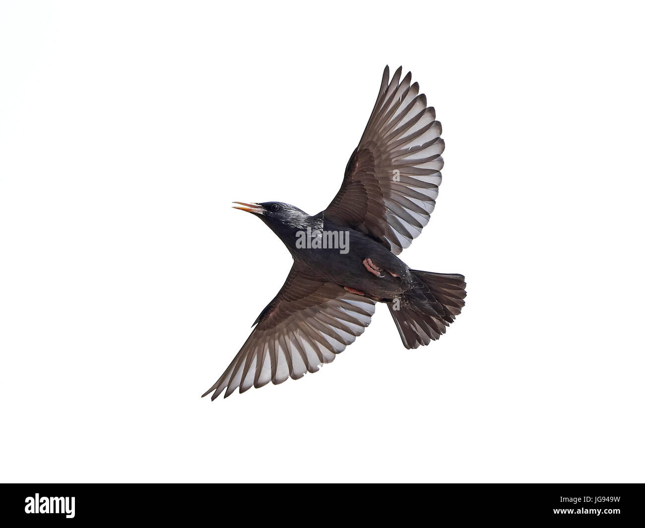 Estornino en vuelo aislado sobre un fondo blanco. Foto de stock