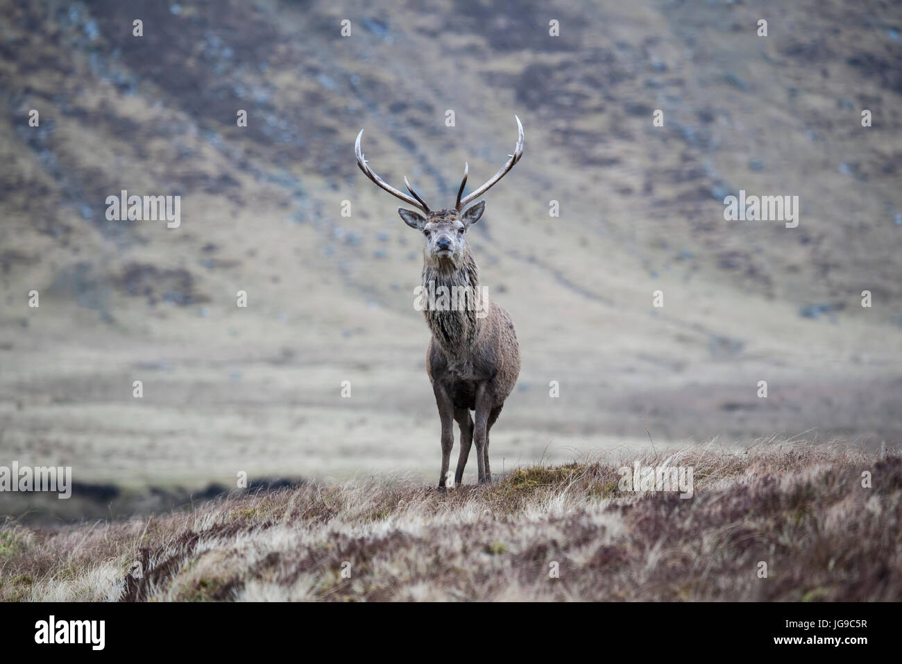 Solo ciervo rojo (Cervus elaphus) en un paisaje Escocés Foto de stock