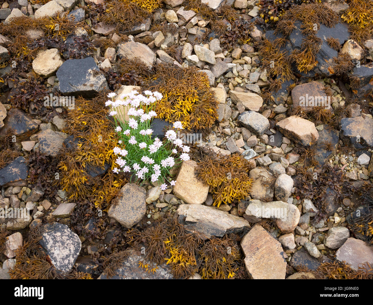 Flores de algas marinas fotografías e imágenes de alta resolución - Alamy Flores de algas marinas fotografías e imágenes de alta resolución - Alamy