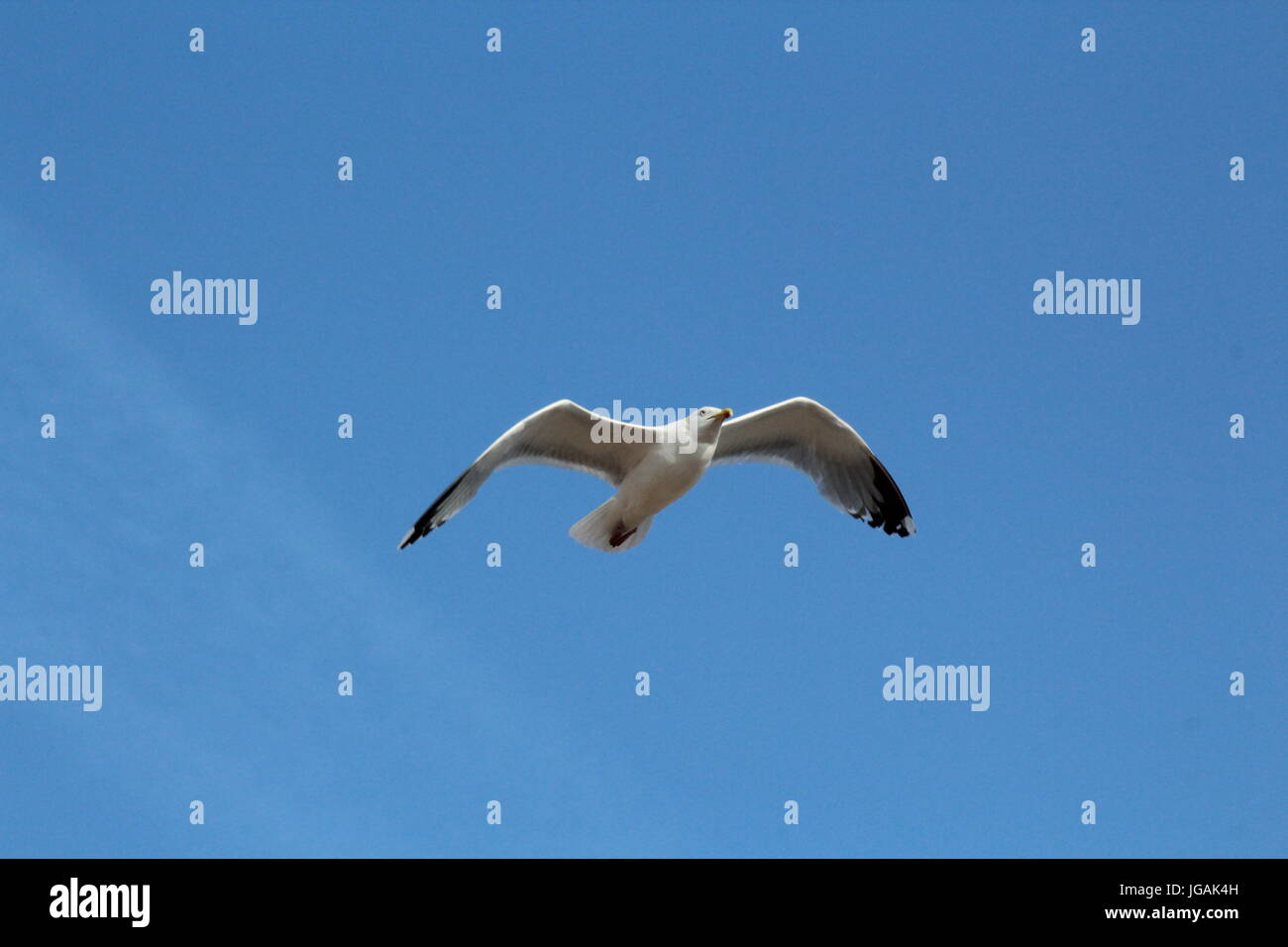 Gaviota volando en el cielo azul claro Foto de stock