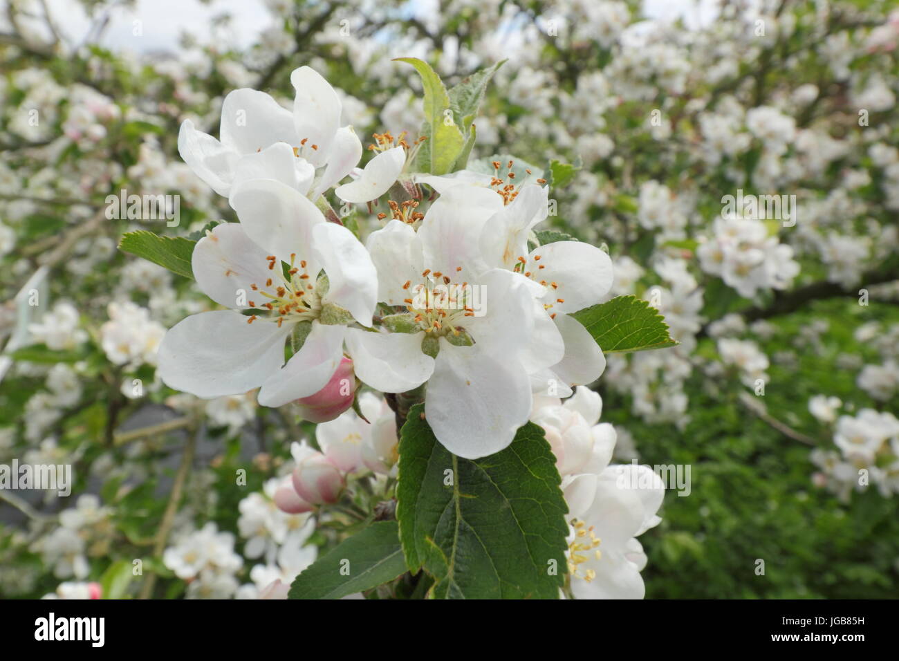 Malus domestica 'descubrimiento', Apple Blossom en plena floración en un antiguo huerto inglés a principios de verano (mayo), REINO UNIDO Foto de stock
