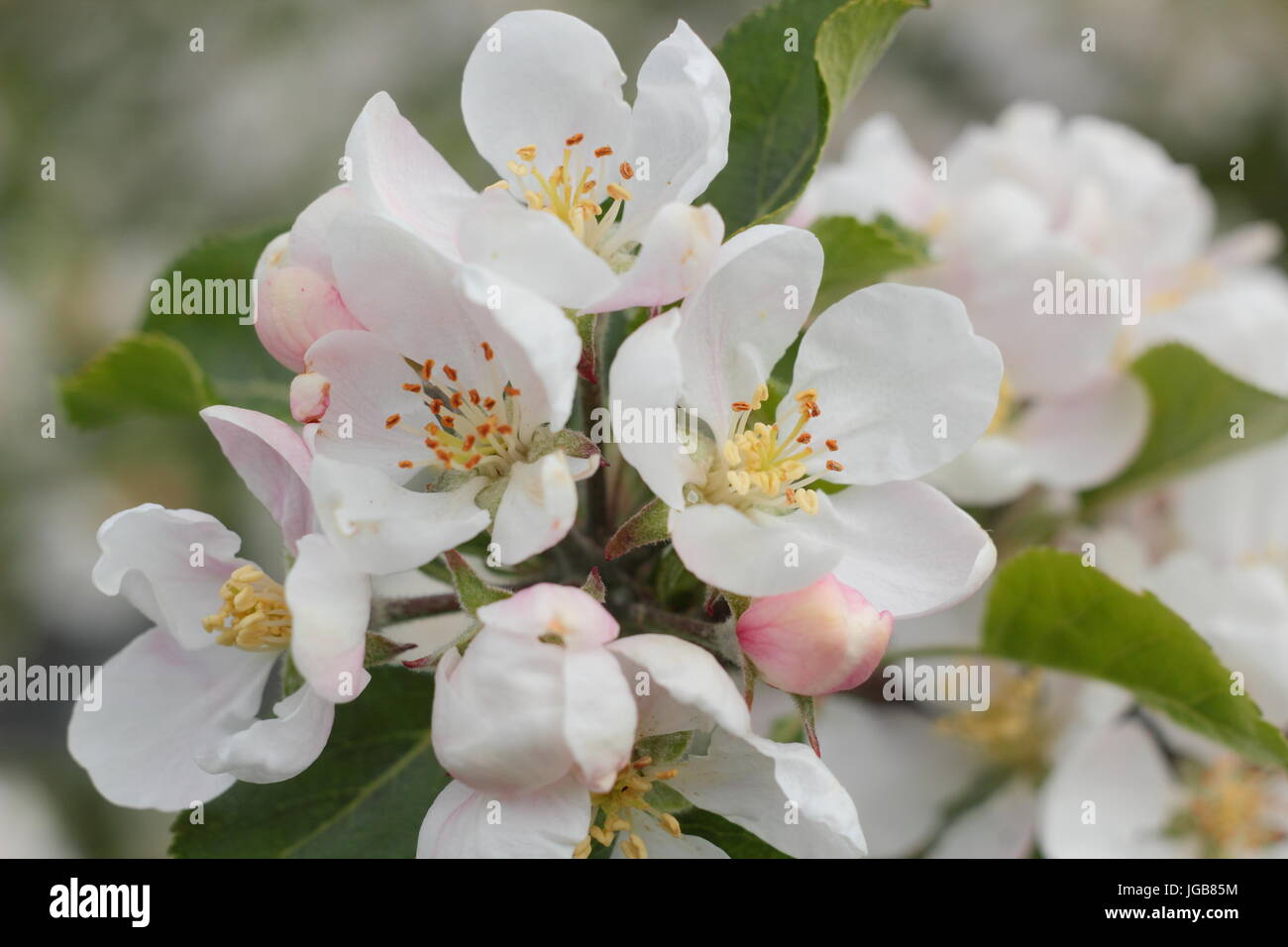 Malus domestica 'descubrimiento', Apple Blossom en plena floración en un antiguo huerto inglés a principios de verano (mayo), REINO UNIDO Foto de stock
