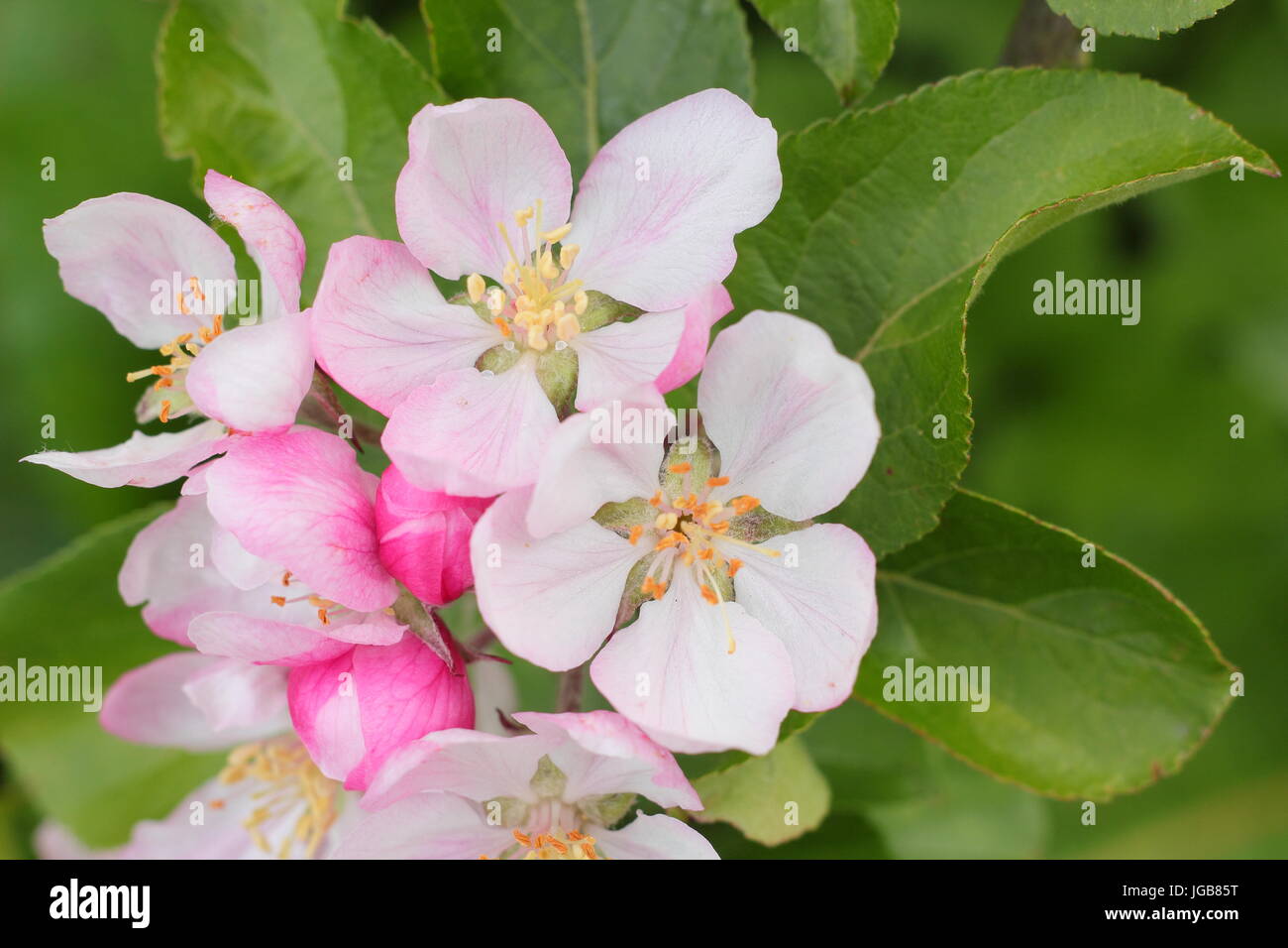 Malus domestica 'Fillingham Pippin', Apple Blossom en plena floración en inglés un huerto en el principio del verano (mayo), REINO UNIDO Foto de stock