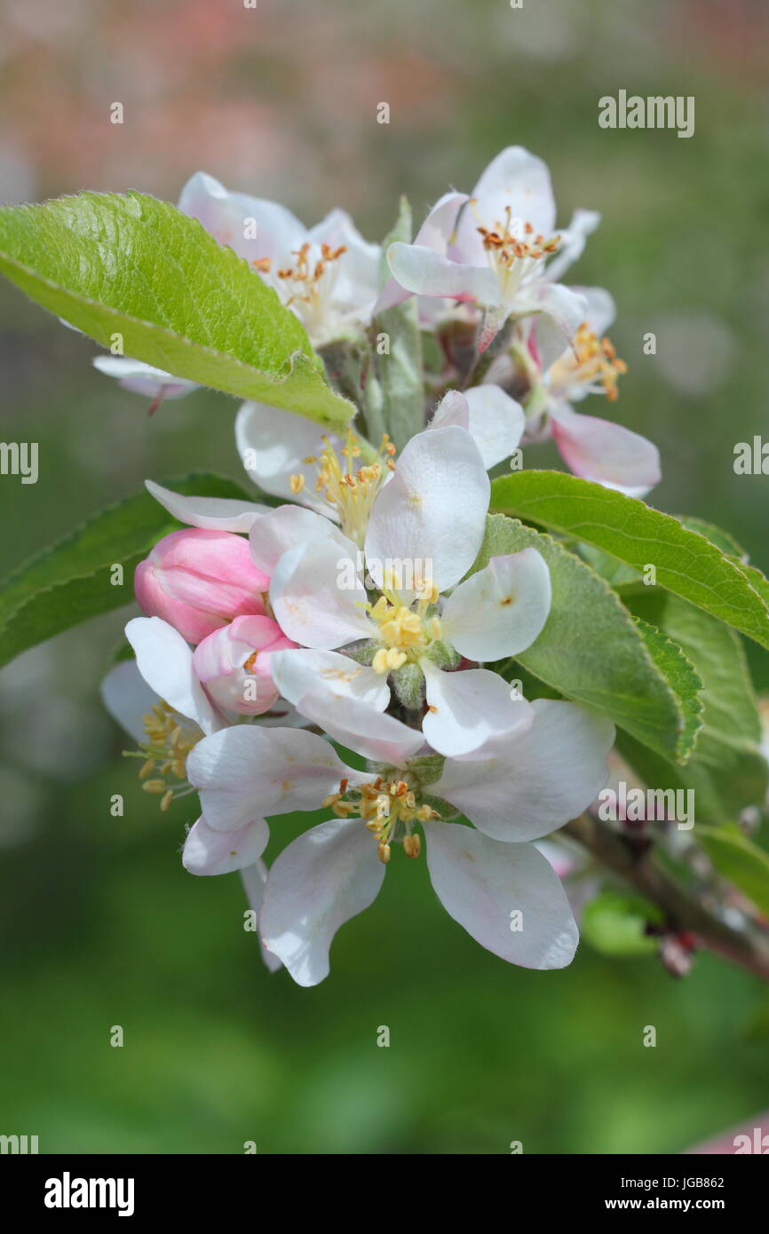 Malus domestica 'Katy', Apple Blossom en plena floración en un huerto tradicional inglés a principios de verano (mayo), REINO UNIDO Foto de stock