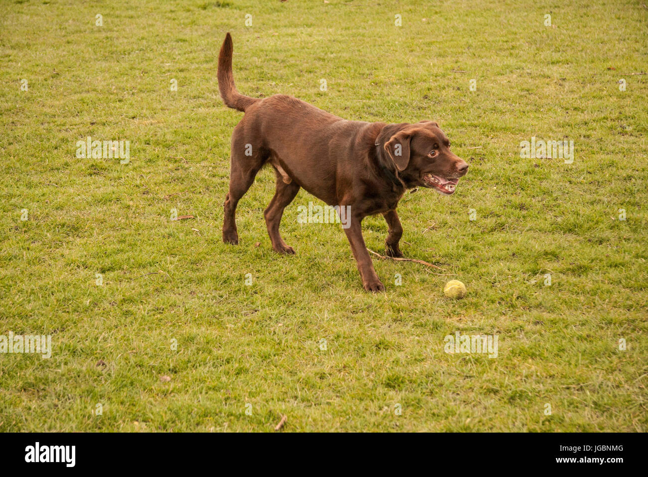 Un perro Labrador marrón chocolate jugando en el campo con un balón en el South Park en Darlington, Inglaterra, Reino Unido Foto de stock