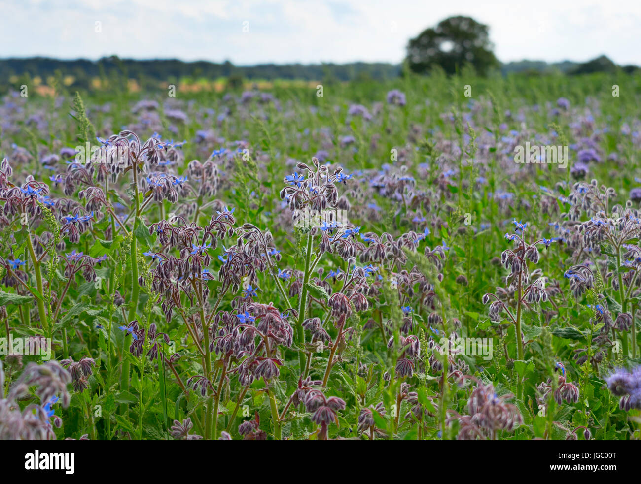 La borraja Borago officinalis o Starflower cultivadas como cultivos Foto de stock