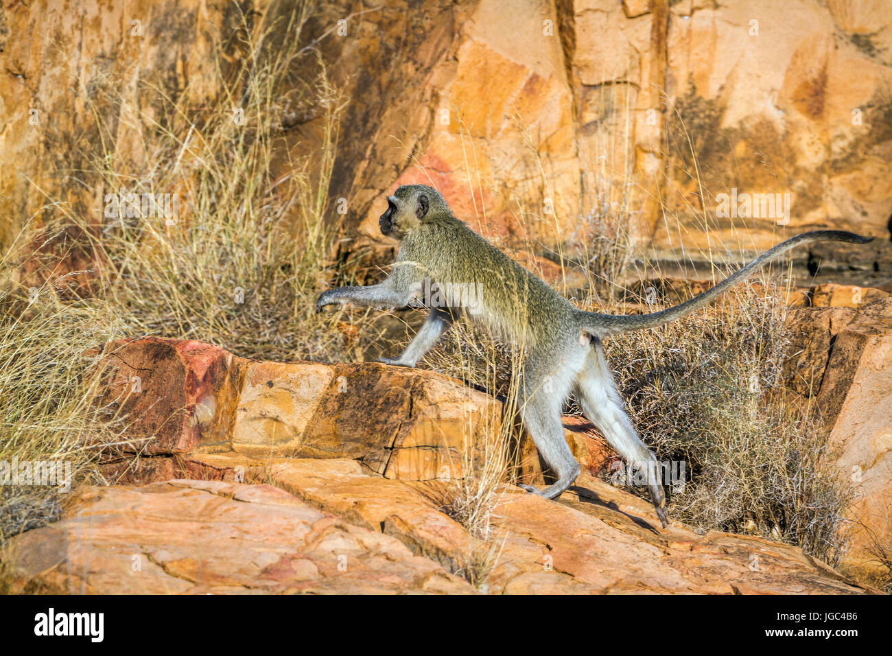 VERVET MONKEY, Mono Verde (Chlorocebus sabaeus)., Clase: Ma…