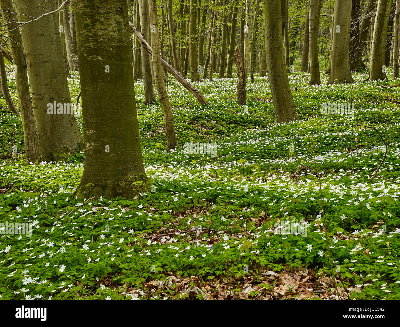 En el Parque Nacional de Hainich Windflower, Turingia, Alemania Foto de stock