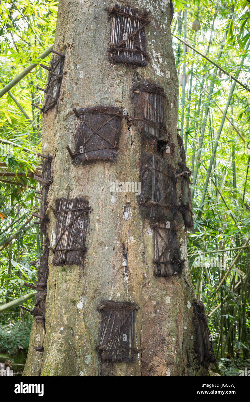 El árbol las tumbas de Indonesia donde bebés muertos son 'enterrado
