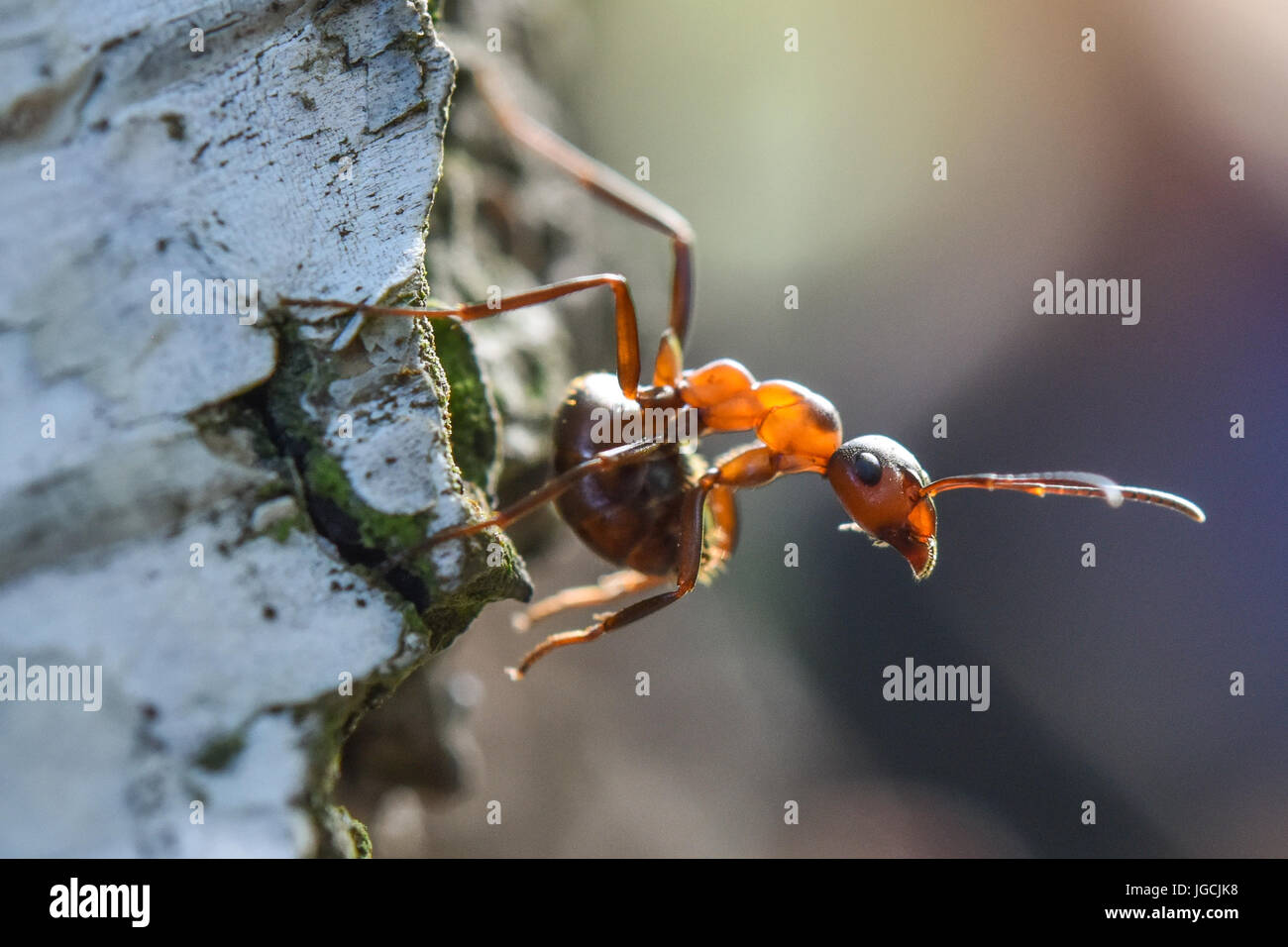 Birkenwerder, Alemania. 04 Julio, 2017. Un Formica polyctena rojo europeo (especie de hormiga de madera), fotografiado en un bosque cerca de Birkenwerder, Alemania, 04 de julio de 2017. El biólogo certificada y CEO de la compañía Nagola Re GmbH, Christina Graetz, ayuda a reubicar las hormigas. Foto: Patrick Pleul/dpa-Zentralbild/dpa/Alamy Live News Foto de stock