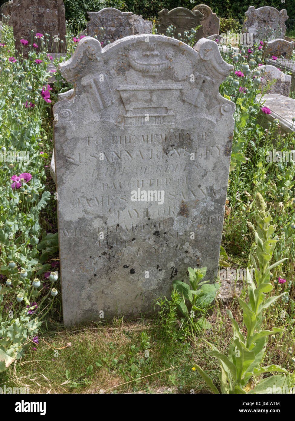 Lápidas en una sección de vida silvestre de un cementerio con flores silvestres y pastos Foto de stock