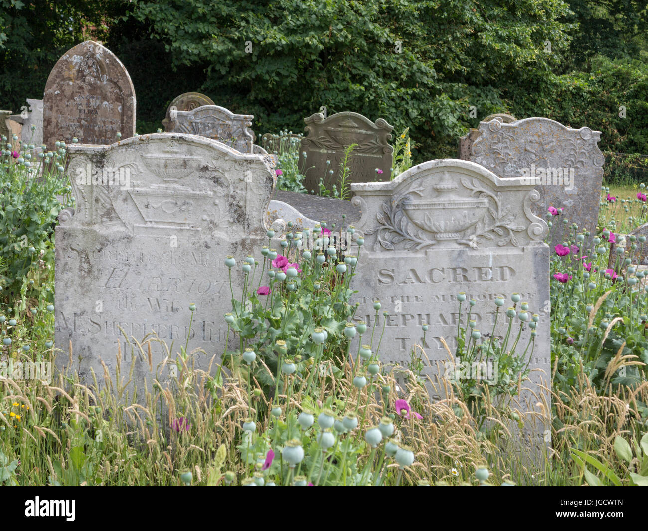 Lápidas en una sección de vida silvestre de un cementerio con flores silvestres y pastos Foto de stock