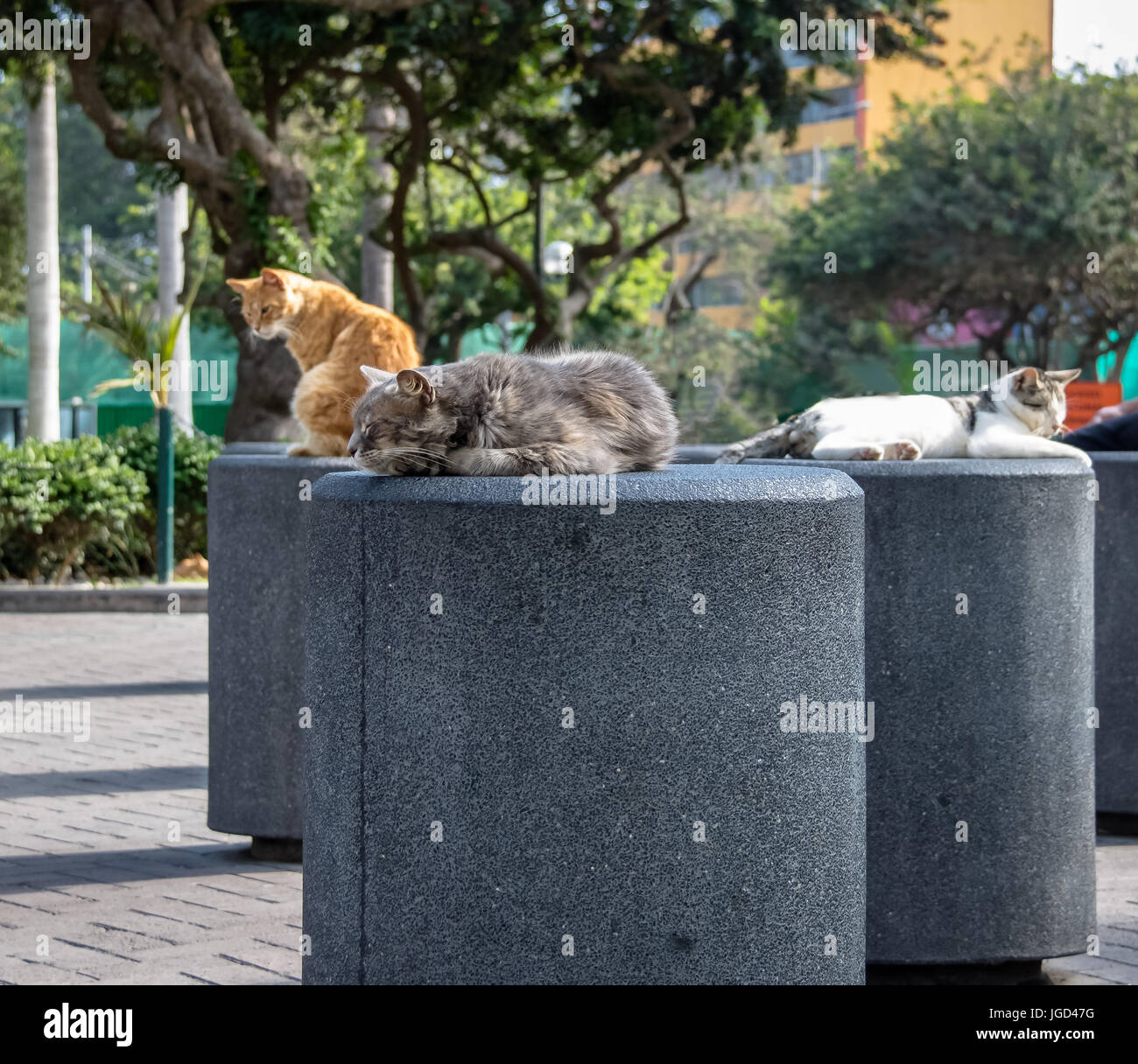 плато наска в перу. улицы перу. монеты перу 1 соль животные полный список. геоглифы плато наска. перу кошки.