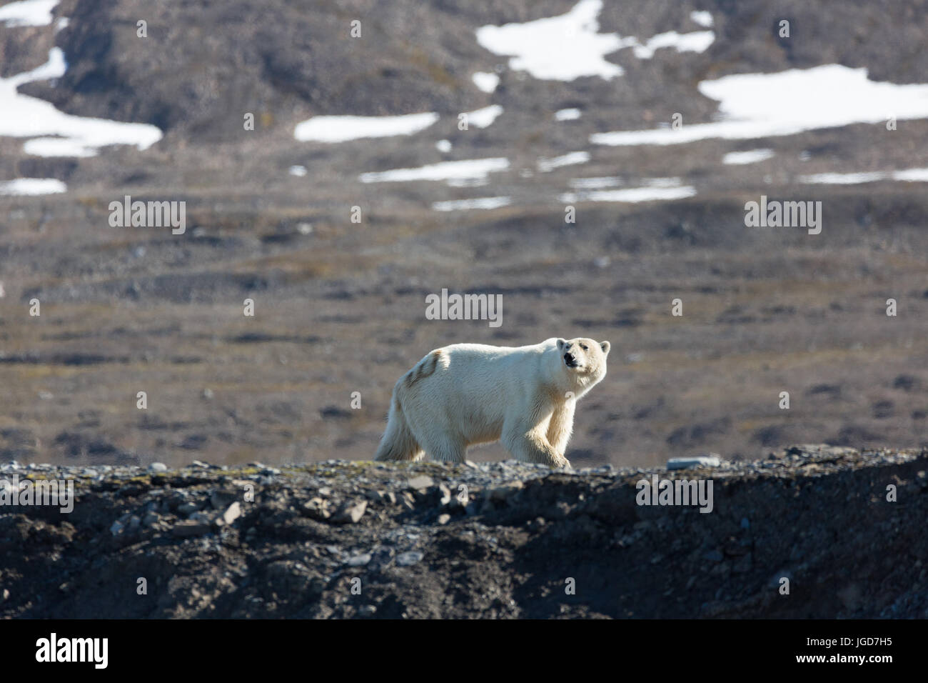 Un solitario oso polar con un número de identificación que patrulla pintado en una sección de la costa en busca de alimentos en Spitzbergen Foto de stock