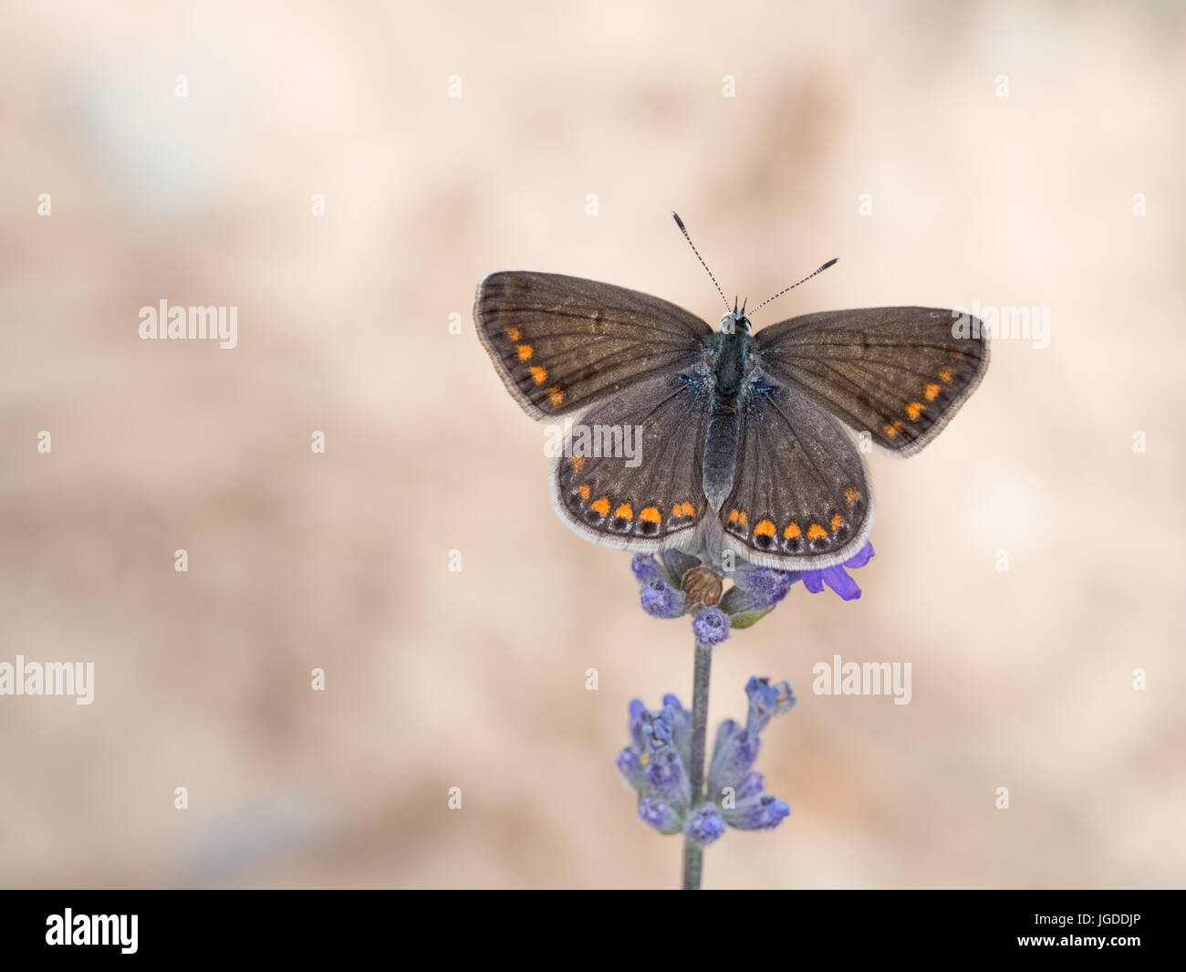 Común mariposa azul lavanda en flor. Foto de stock